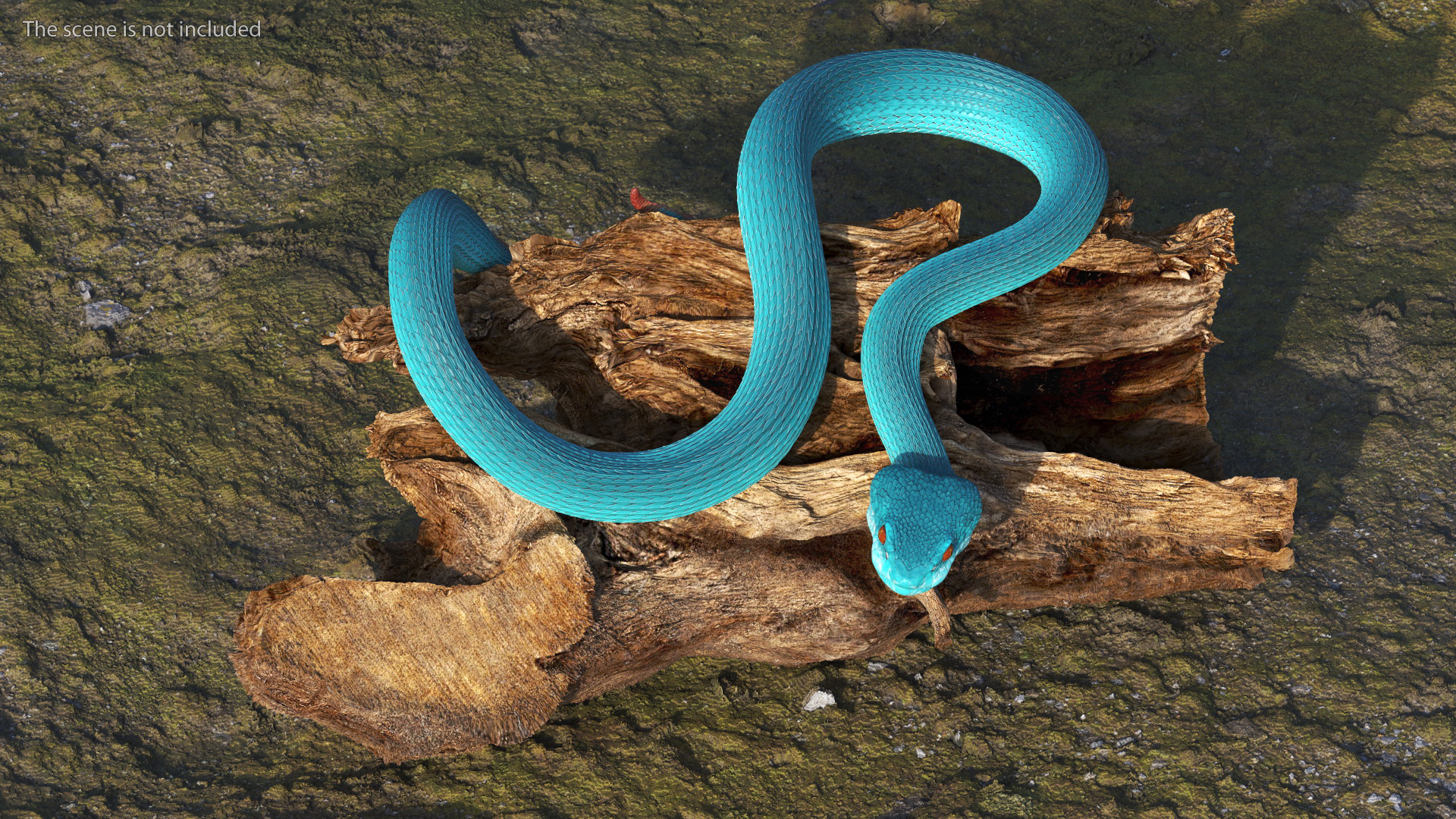 Hanging Trunk Blue Snake Trimeresurus 3D