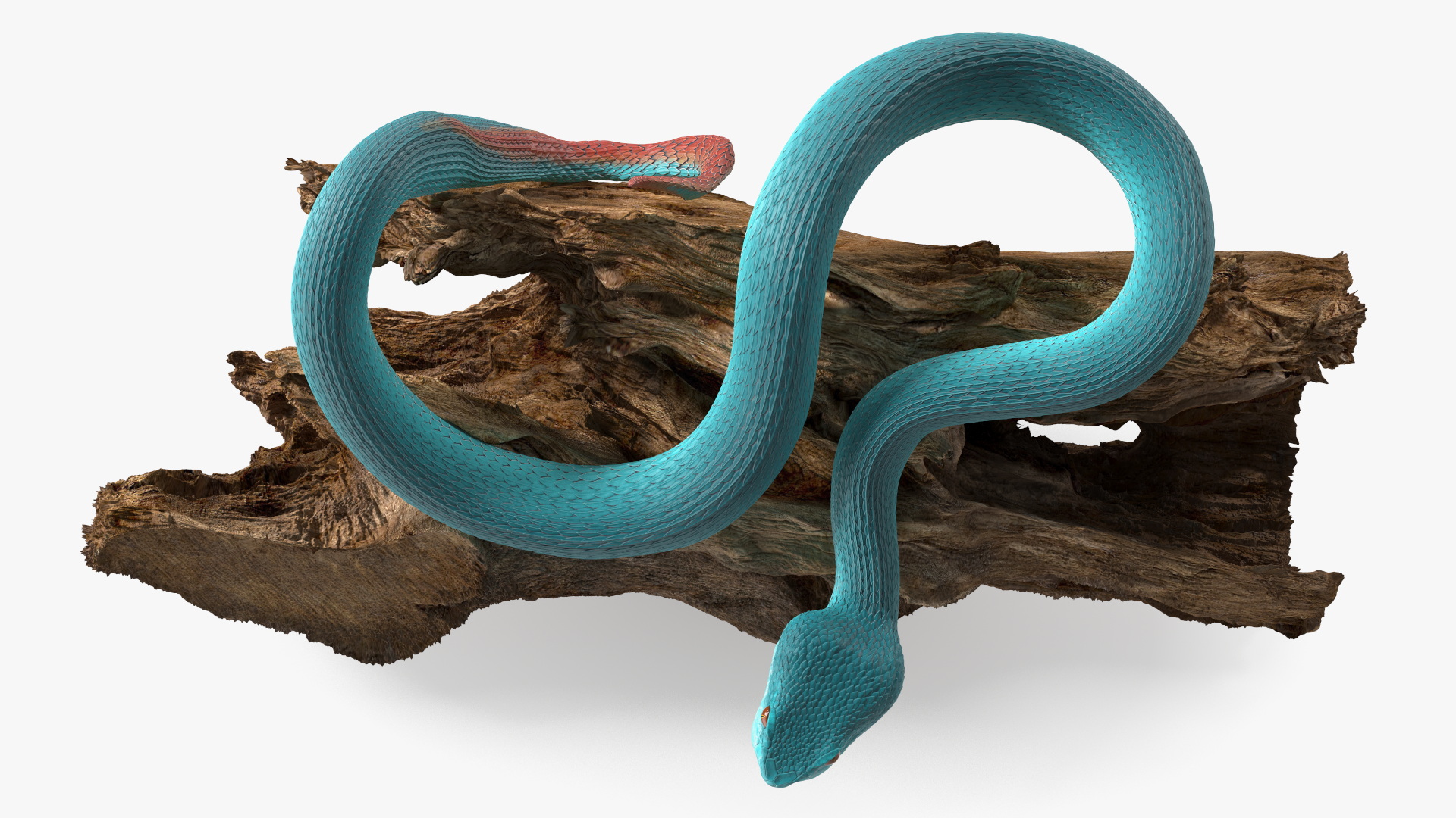 Hanging Trunk Blue Snake Trimeresurus 3D