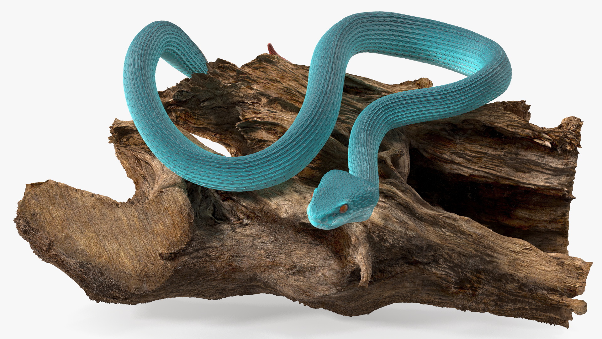 Hanging Trunk Blue Snake Trimeresurus 3D