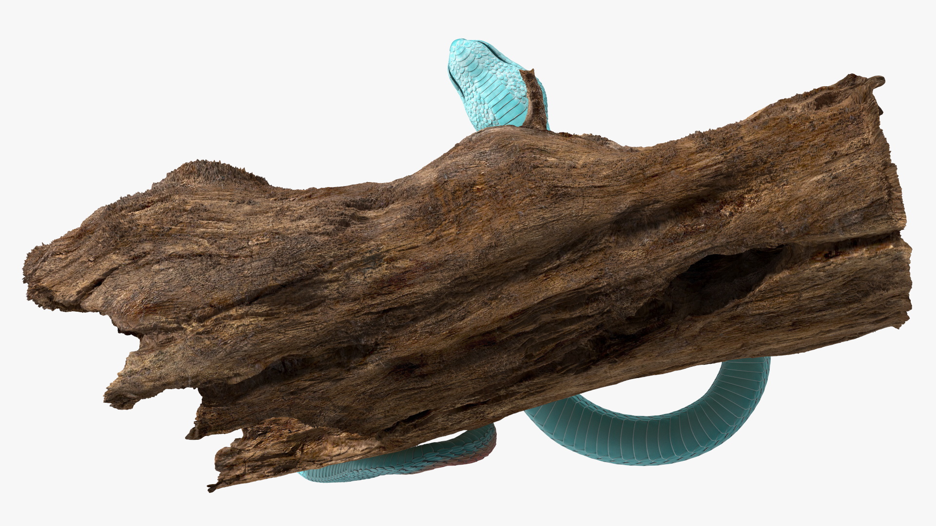 Hanging Trunk Blue Snake Trimeresurus 3D