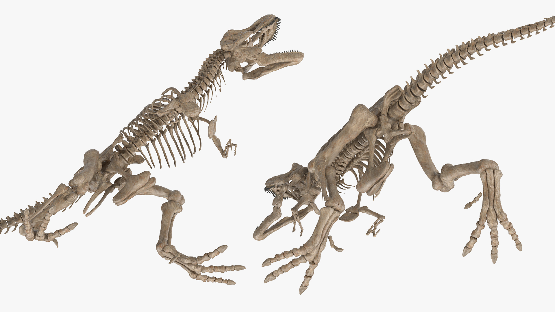 3D model Tyrannosaurus Rex Skeleton Fossil Rigged