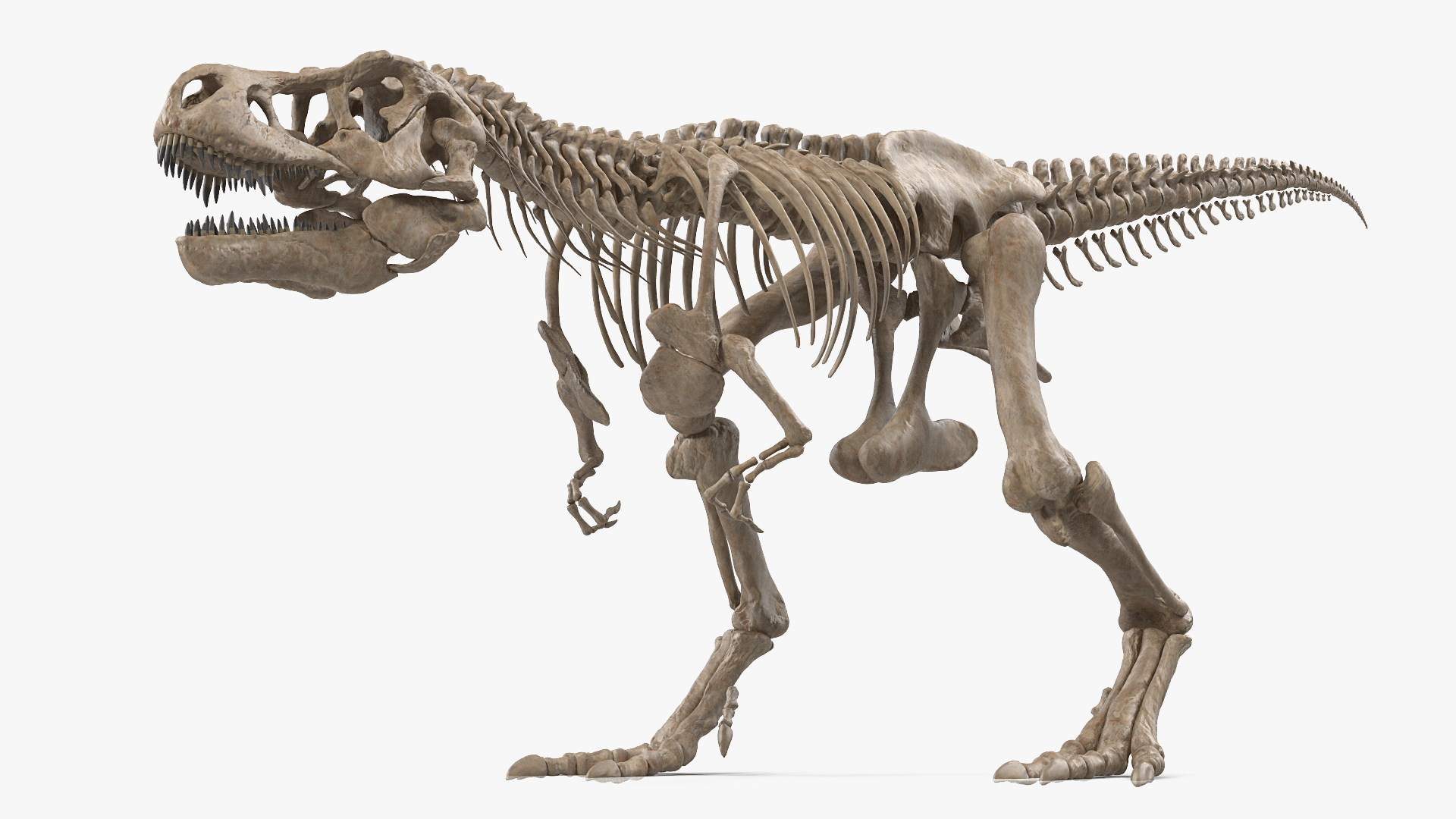 3D model Tyrannosaurus Rex Skeleton Fossil Rigged