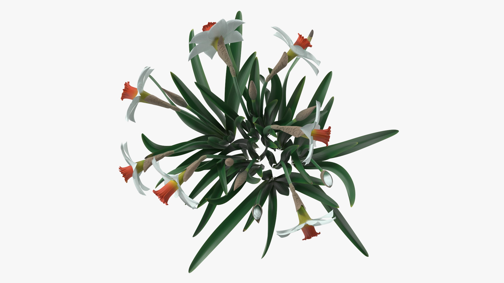 3D Growing White Jonquil