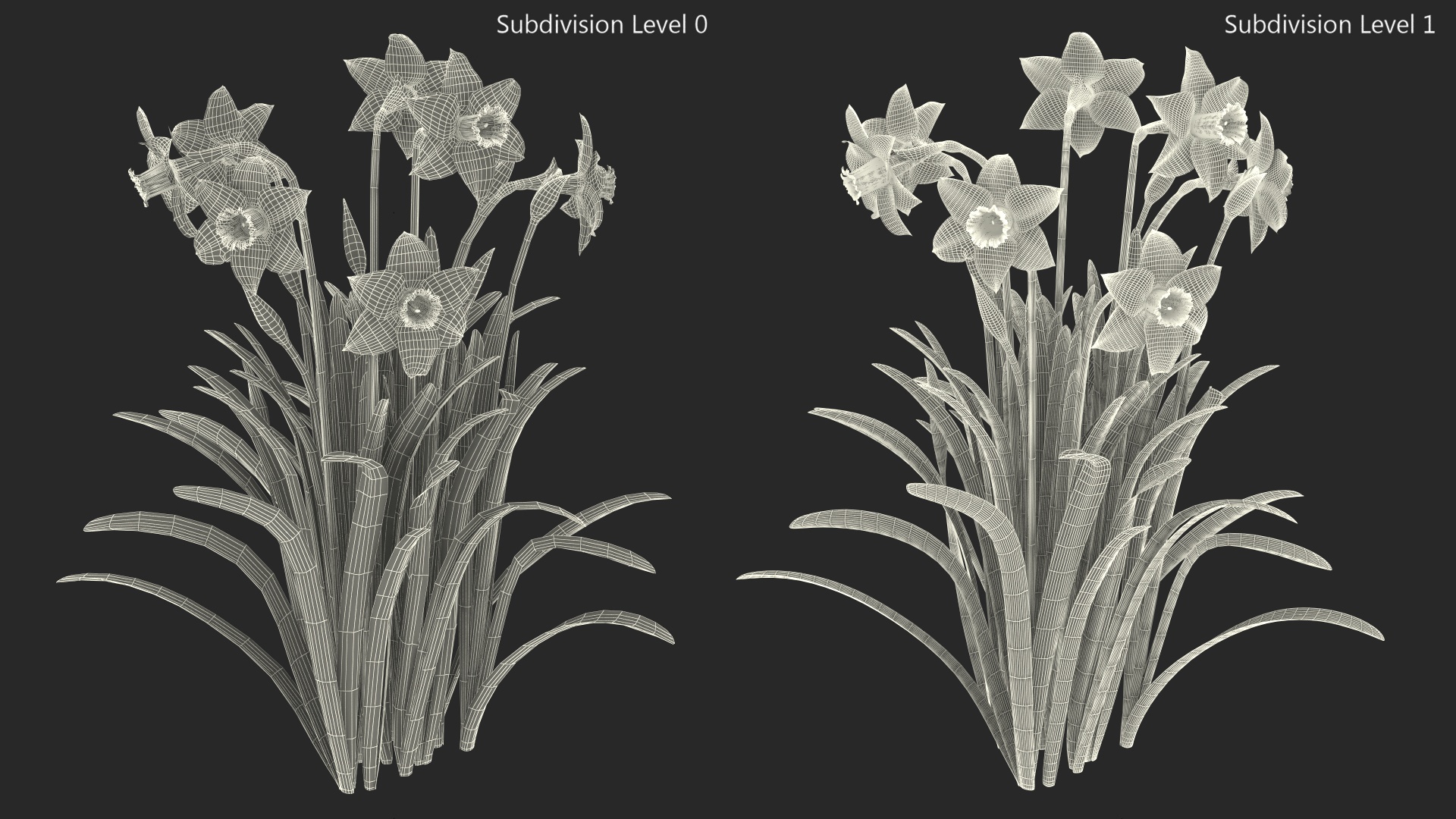 3D Growing White Jonquil