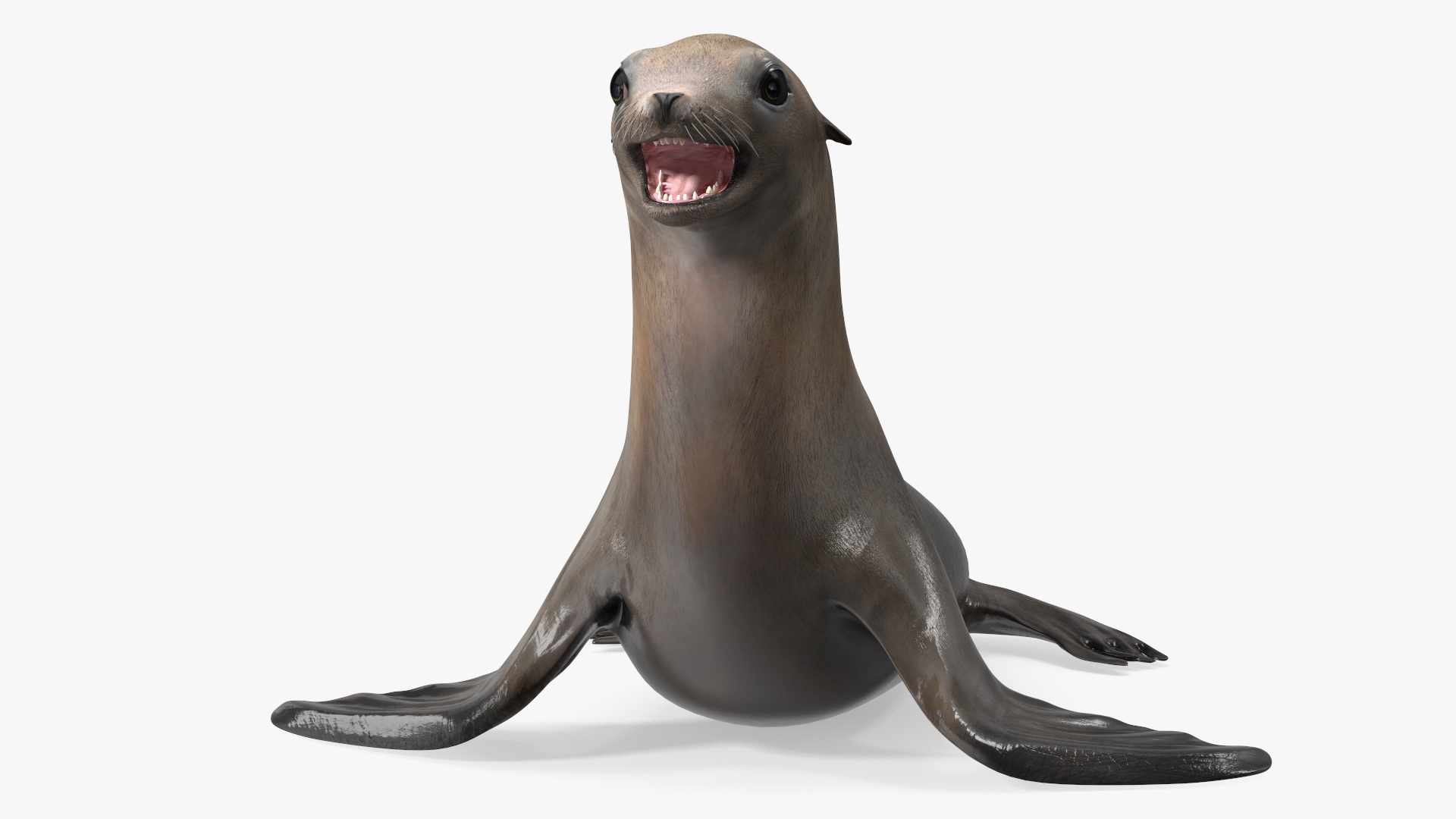 3D model California Sea Lion Rigged for Maya