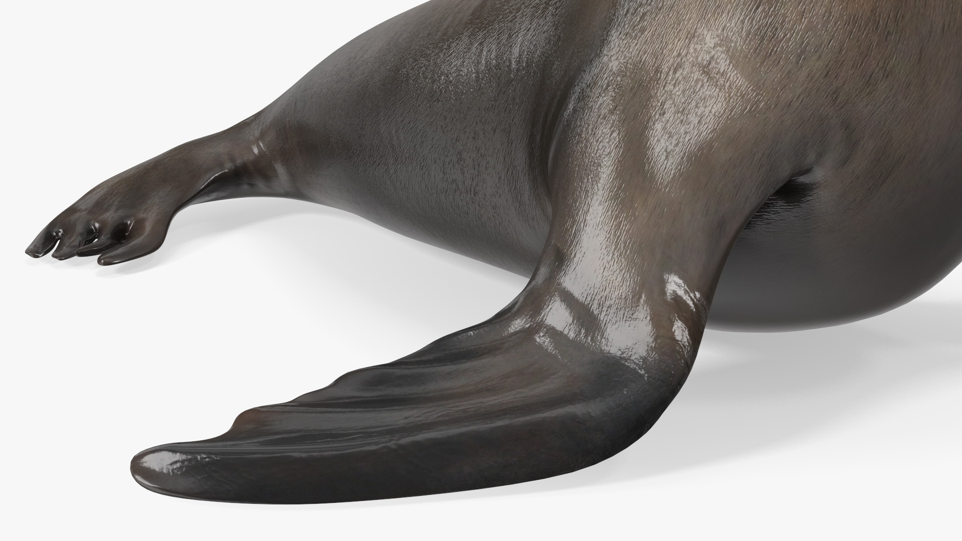 3D model California Sea Lion Rigged for Maya
