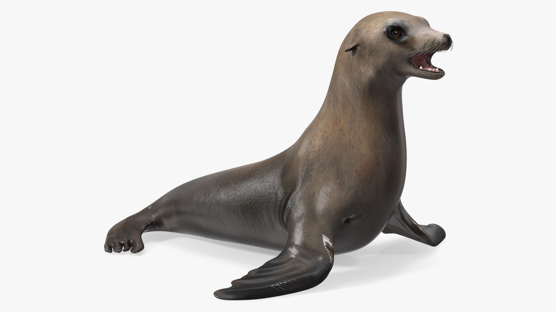 3D model California Sea Lion Rigged for Maya
