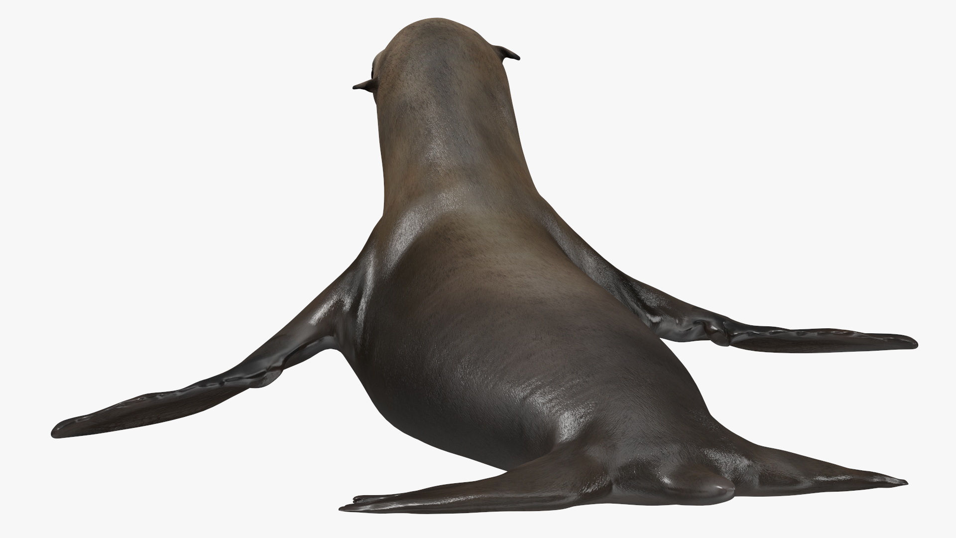 3D model California Sea Lion Rigged for Maya