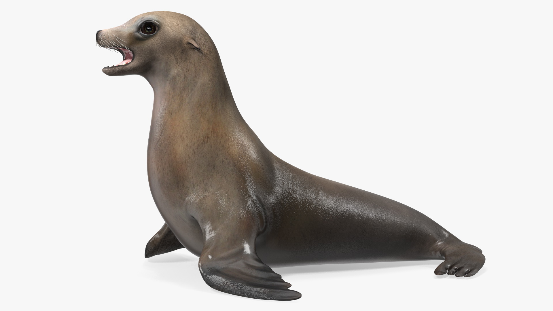 3D model California Sea Lion Rigged for Maya