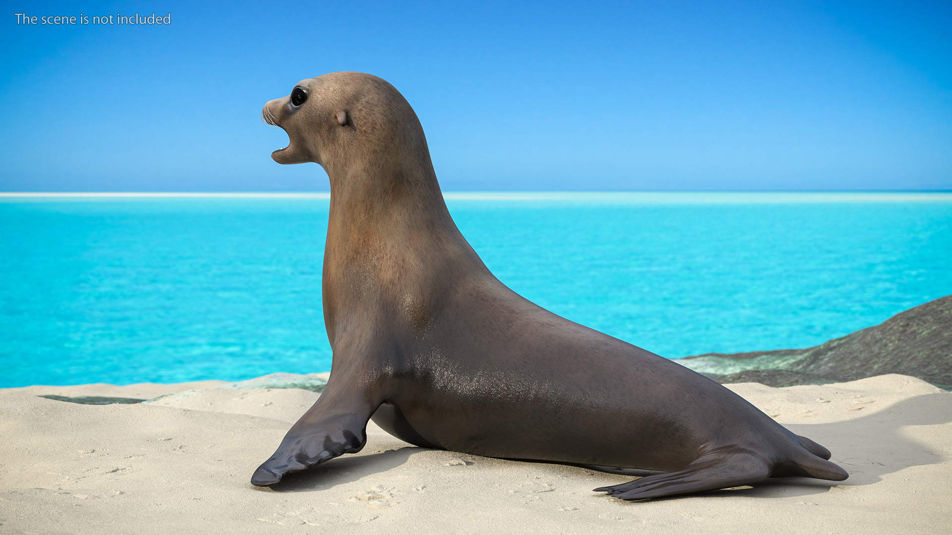 3D model California Sea Lion Rigged for Maya