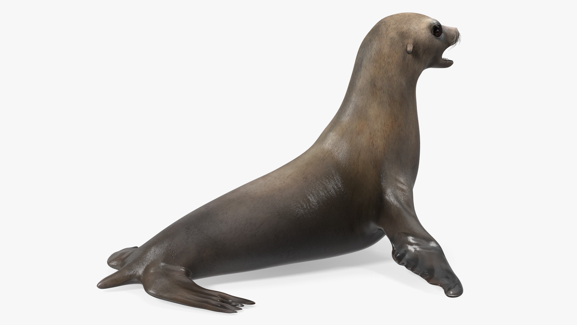 3D model California Sea Lion Rigged for Maya