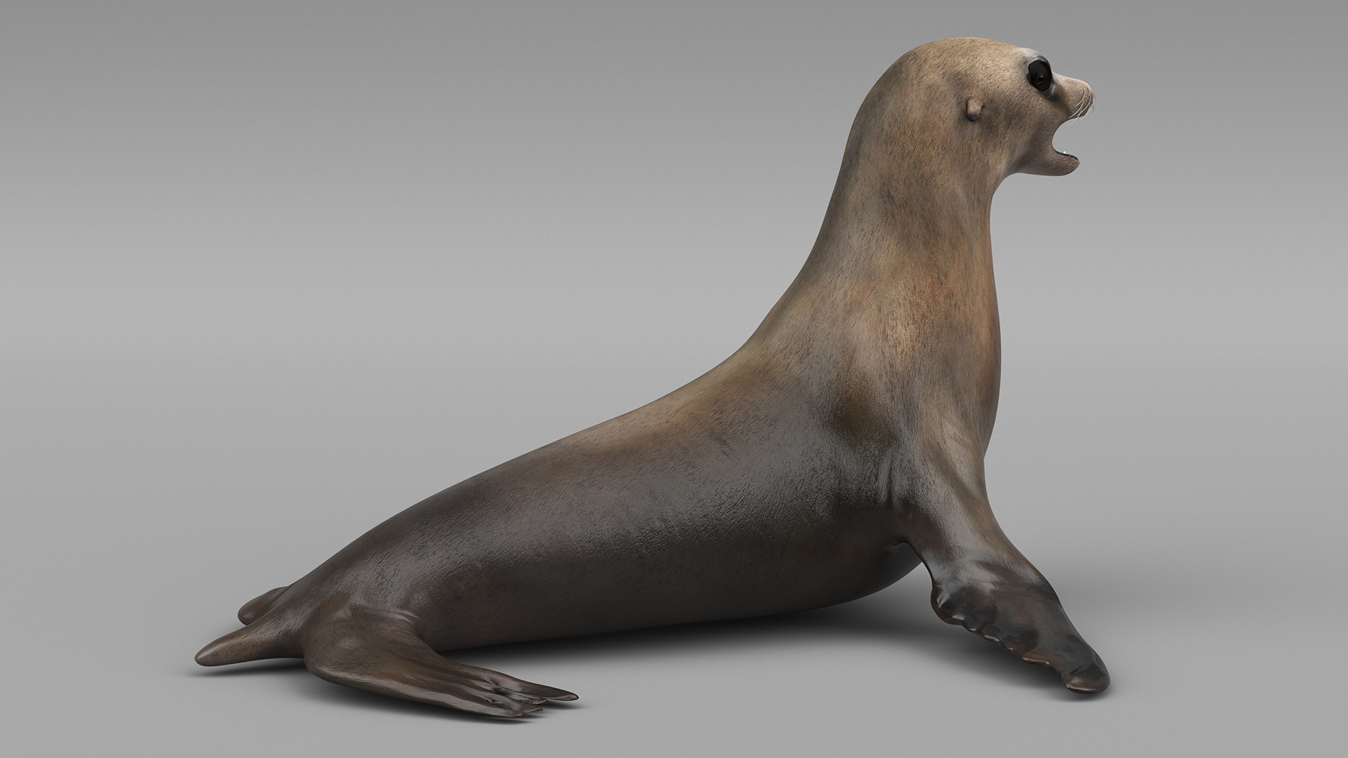 3D model California Sea Lion Rigged for Maya