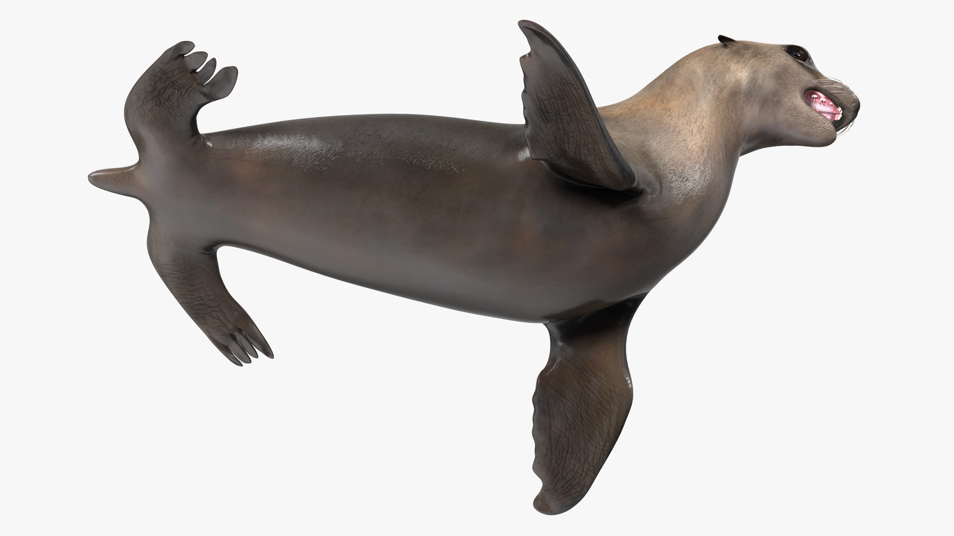 3D model California Sea Lion Rigged for Maya