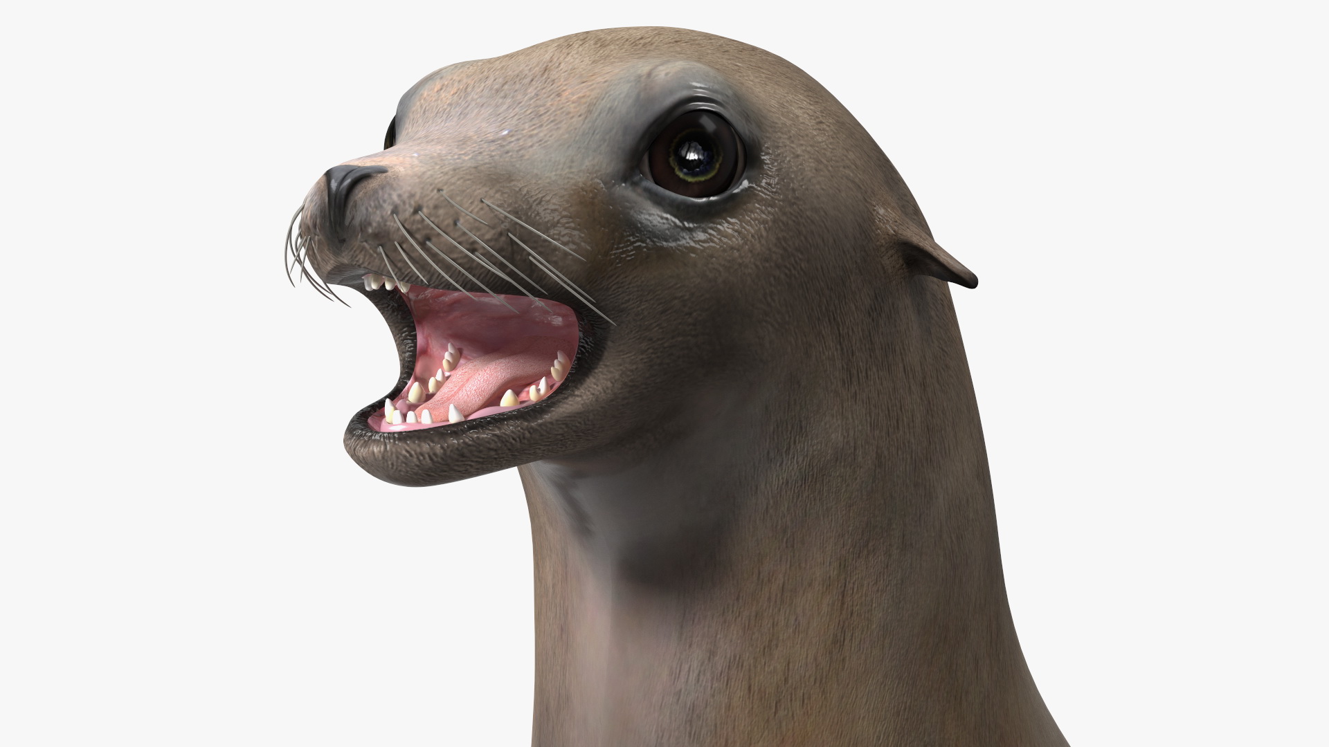 3D model California Sea Lion Rigged for Maya