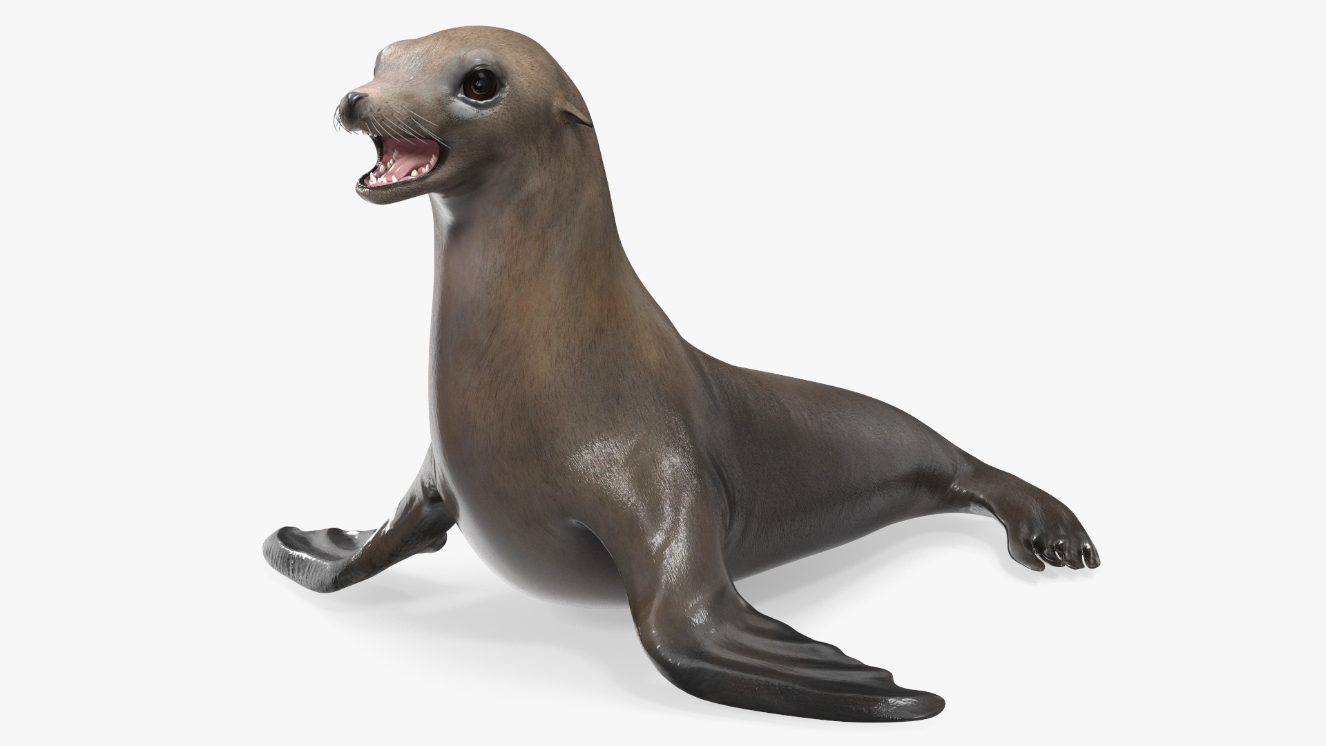 3D model California Sea Lion Rigged for Maya