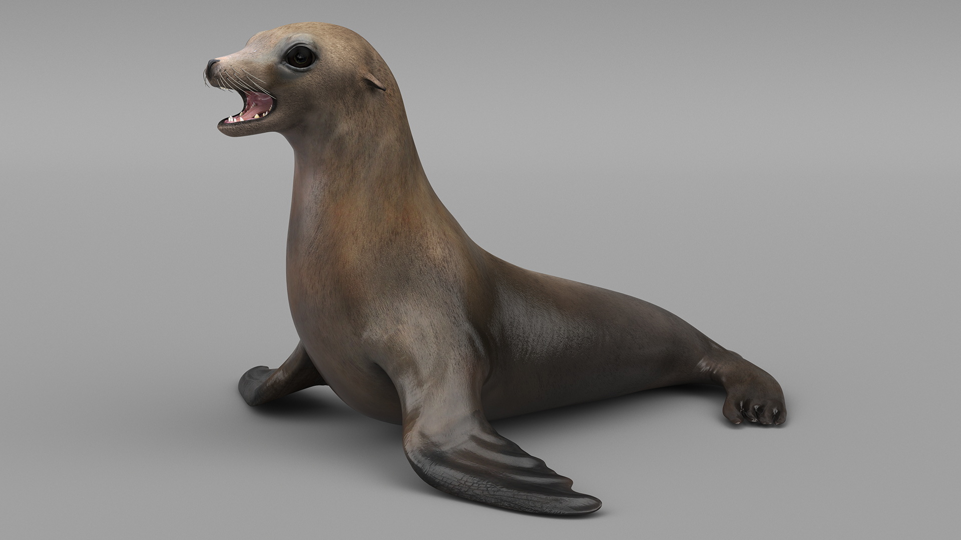3D model California Sea Lion Rigged for Maya