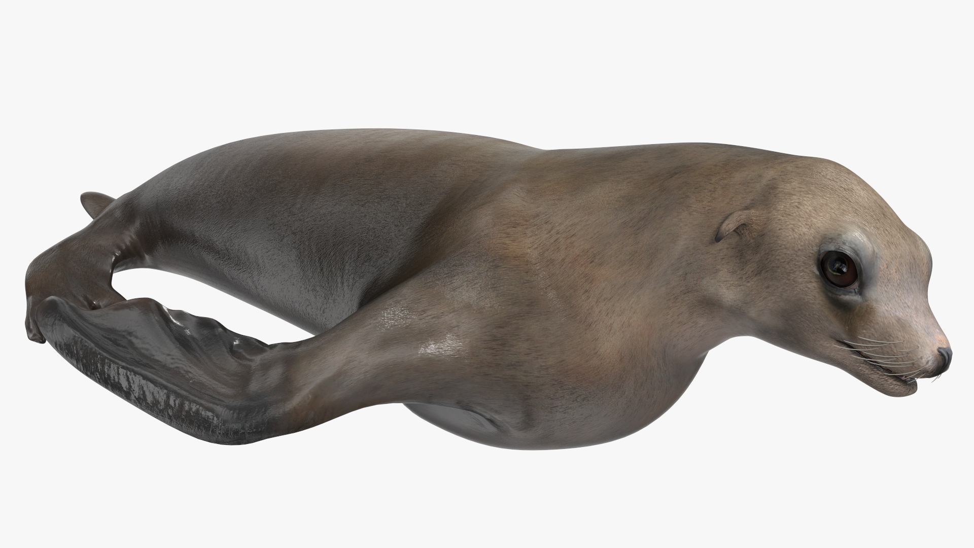 3D model California Sea Lion Rigged for Maya