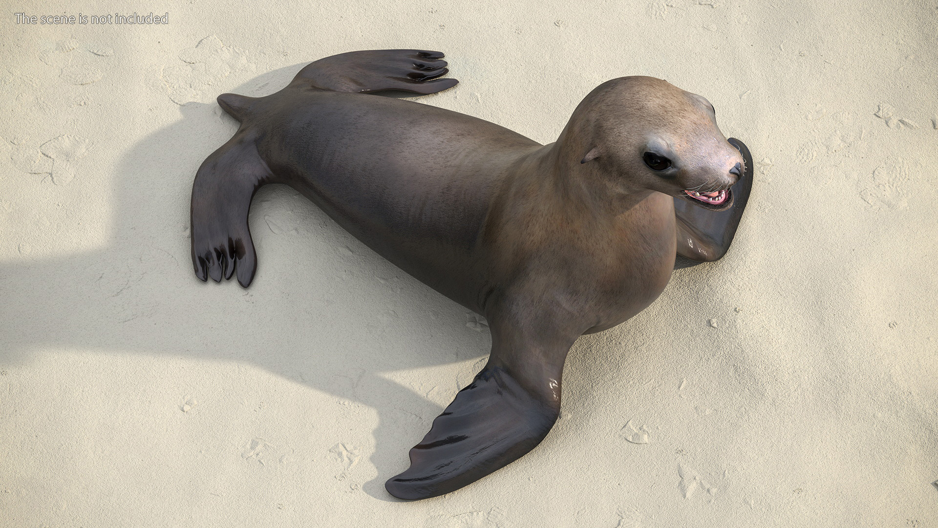 3D model California Sea Lion Rigged for Maya