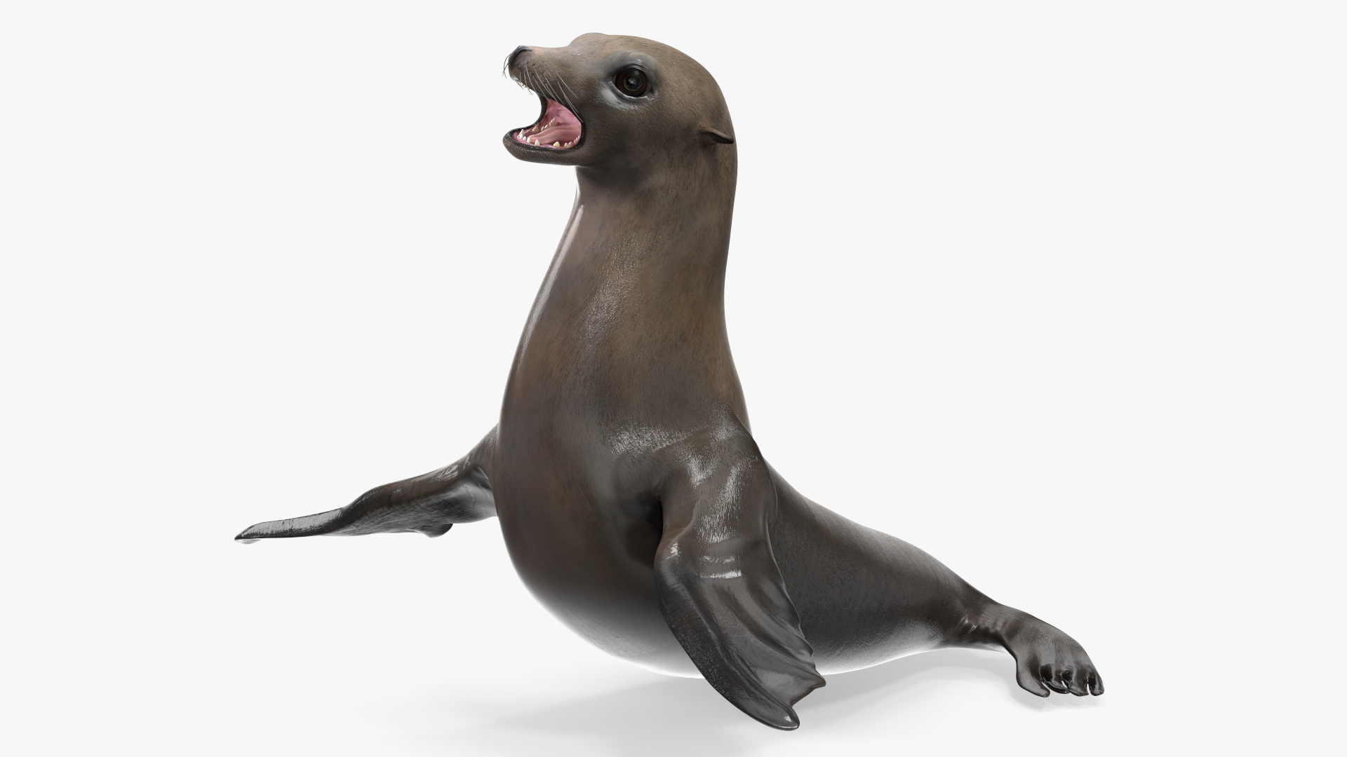 3D model California Sea Lion Rigged for Maya