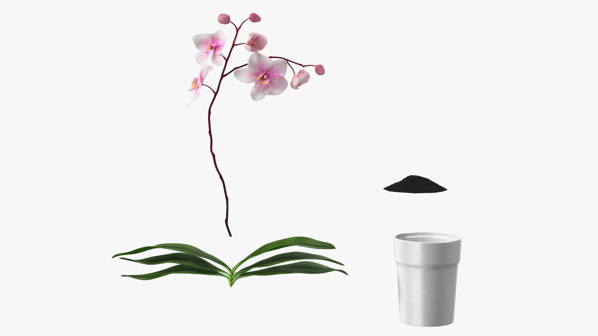 3D model Orchid Pot