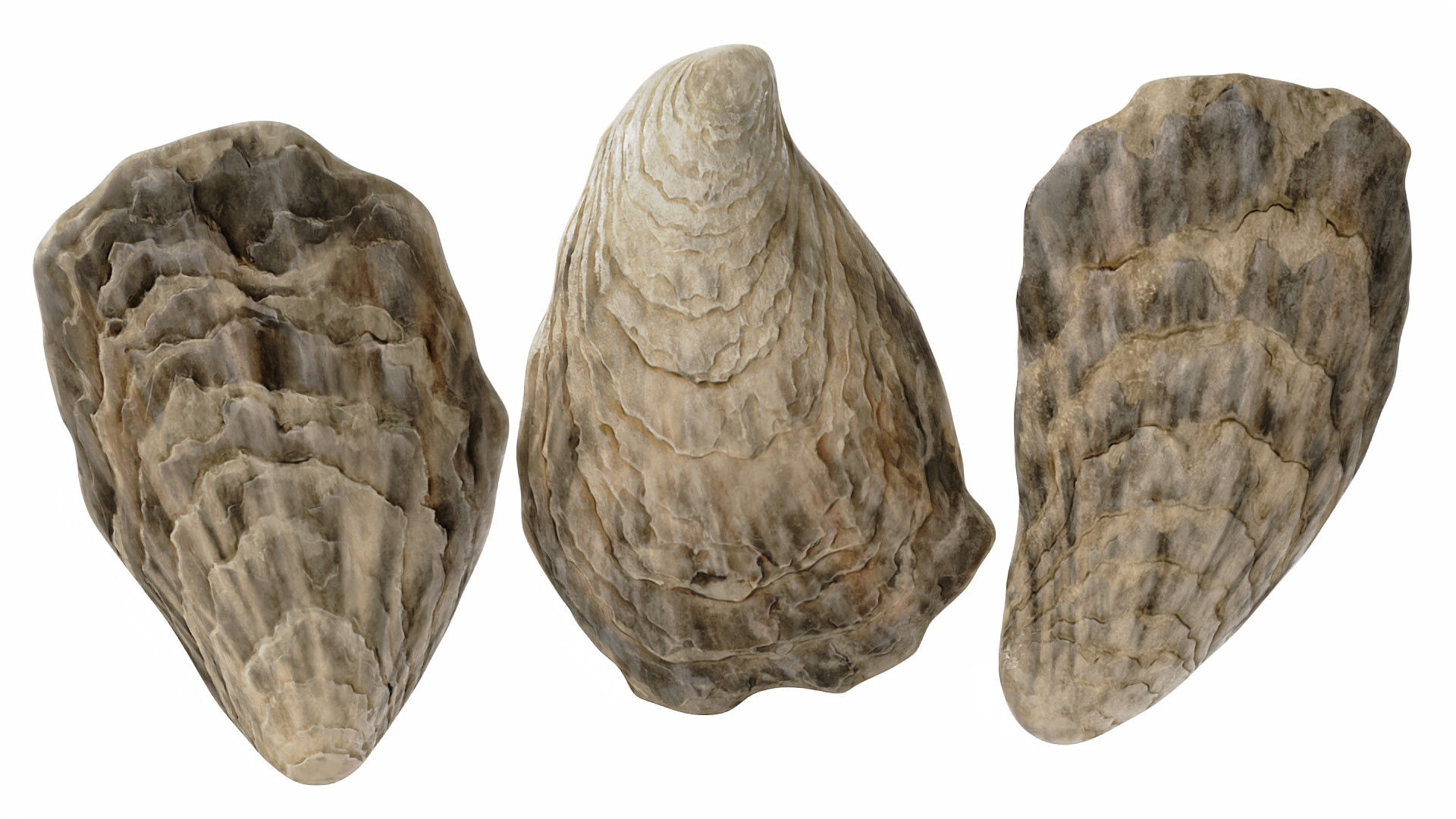 3D model Three Closed Oysters