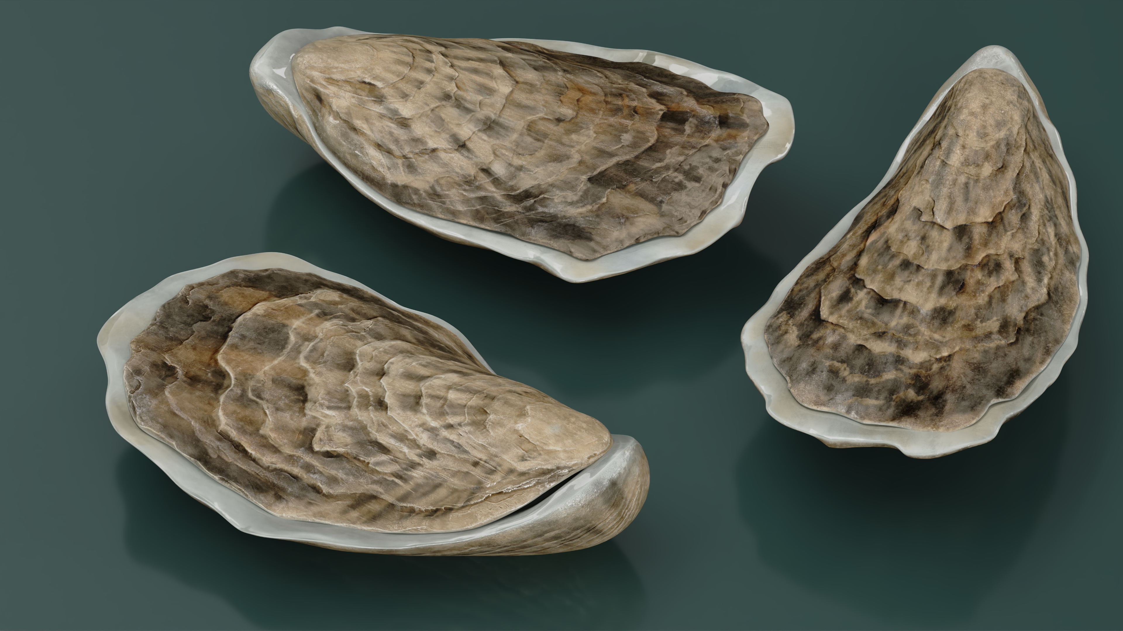 3D model Three Closed Oysters