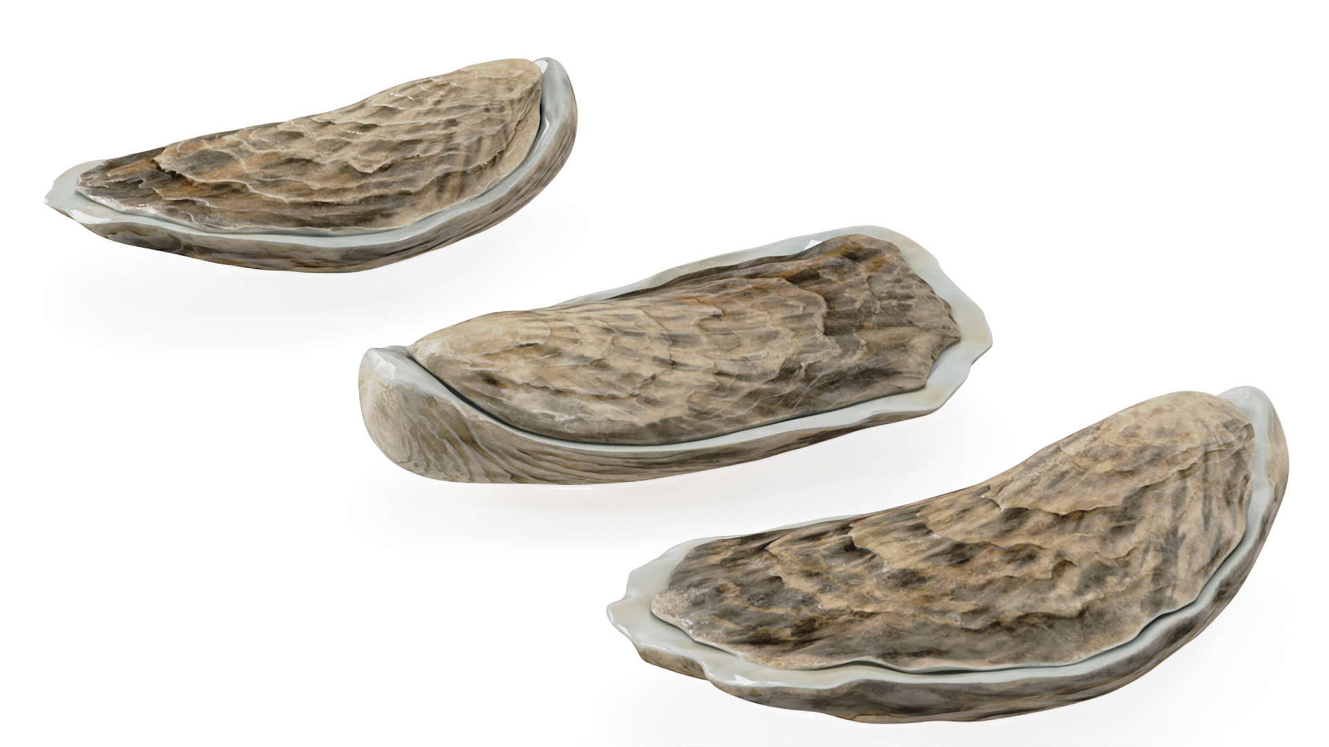 3D model Three Closed Oysters