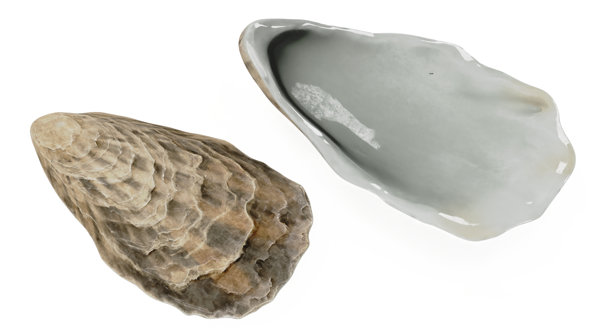 3D model Three Closed Oysters