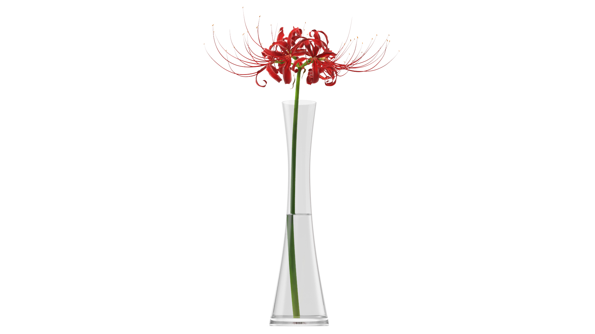 Lycoris Radiata in Glass Vase 3D model