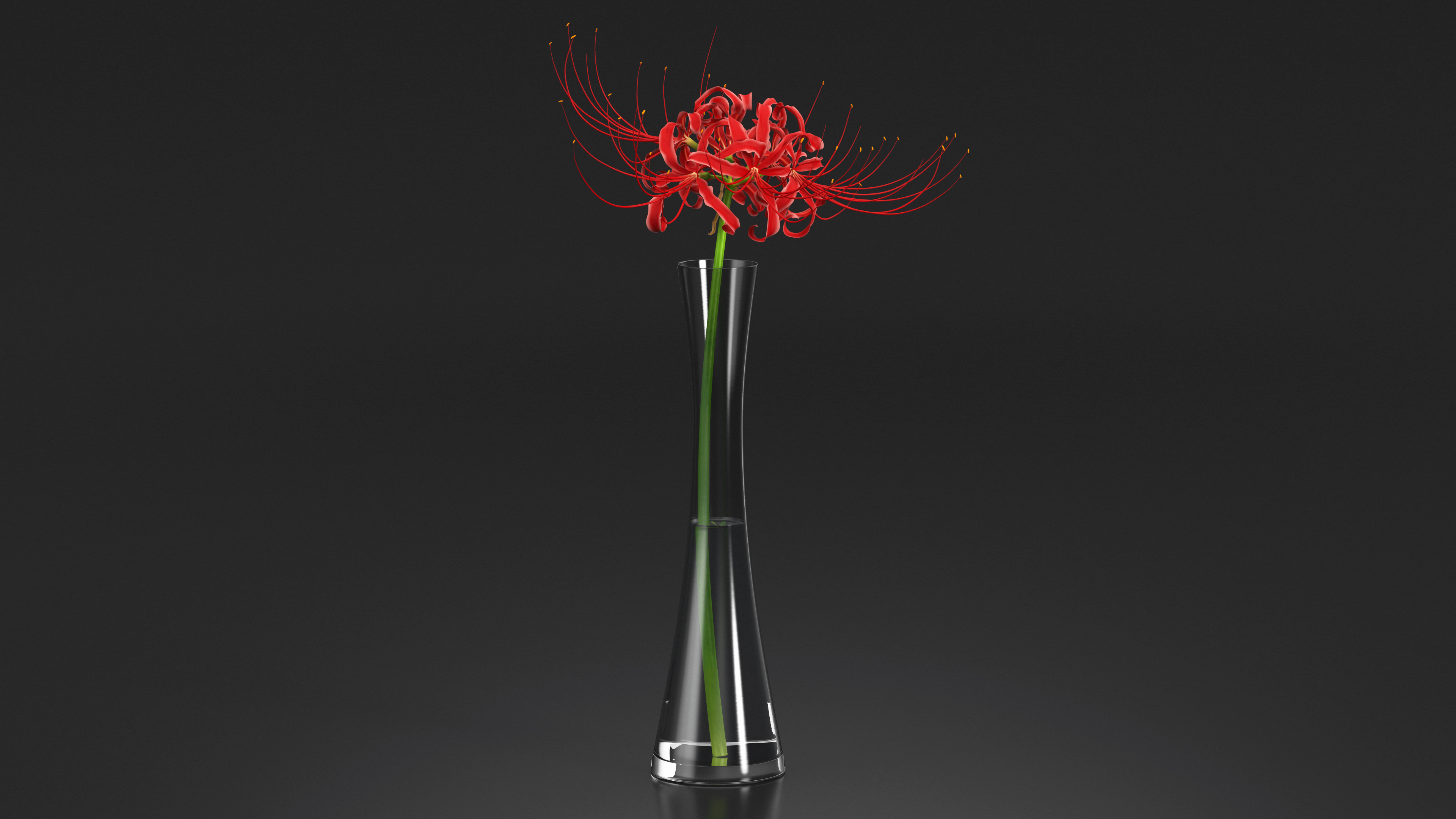 Lycoris Radiata in Glass Vase 3D model