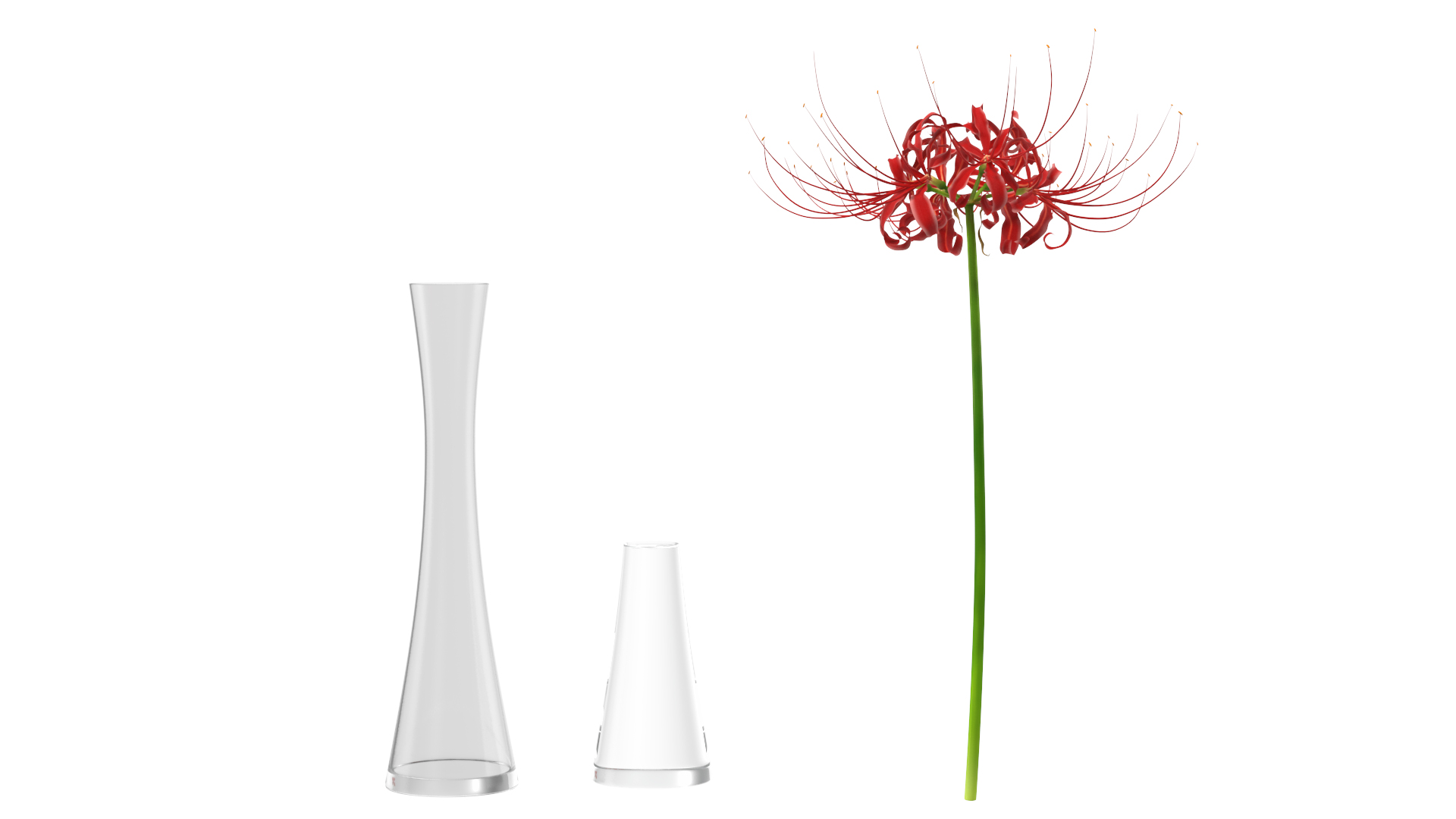 Lycoris Radiata in Glass Vase 3D model