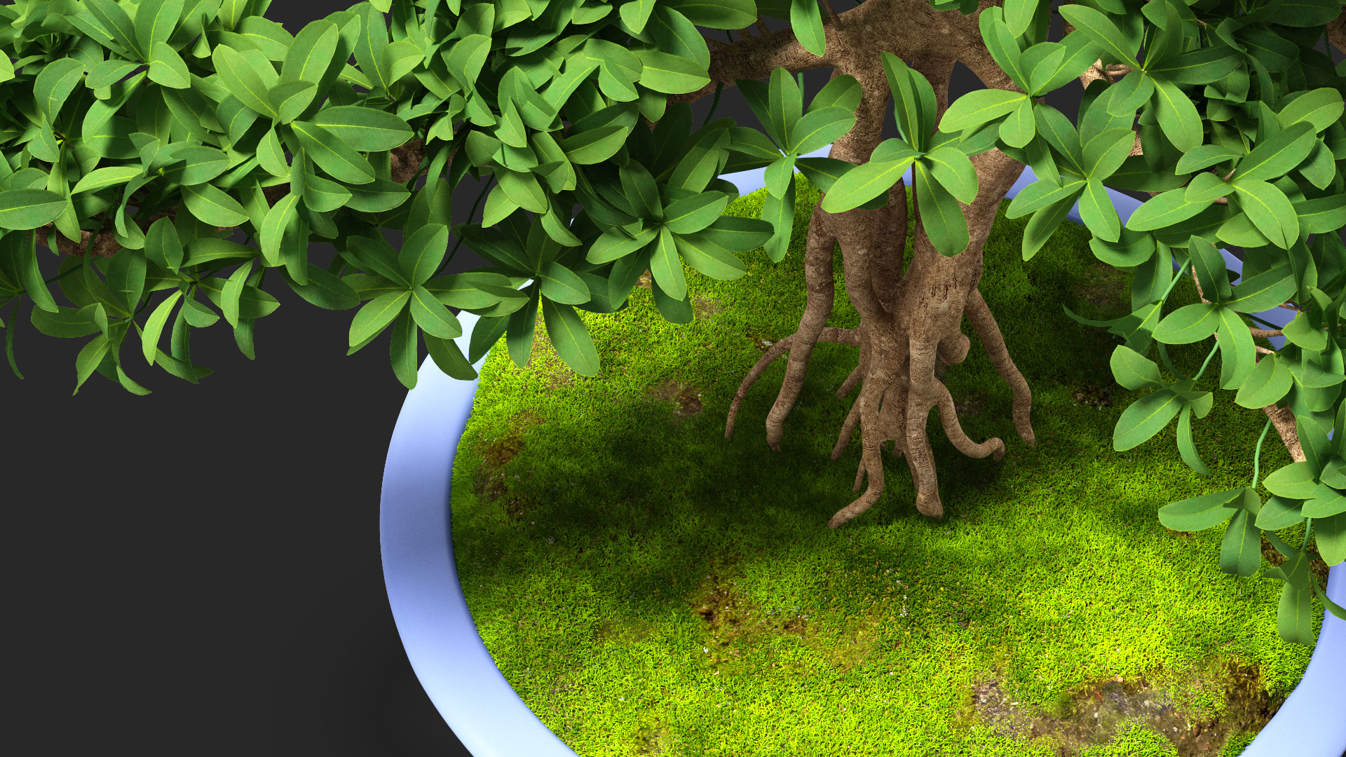 3D Green Bonsai Tree in Pot Fur model