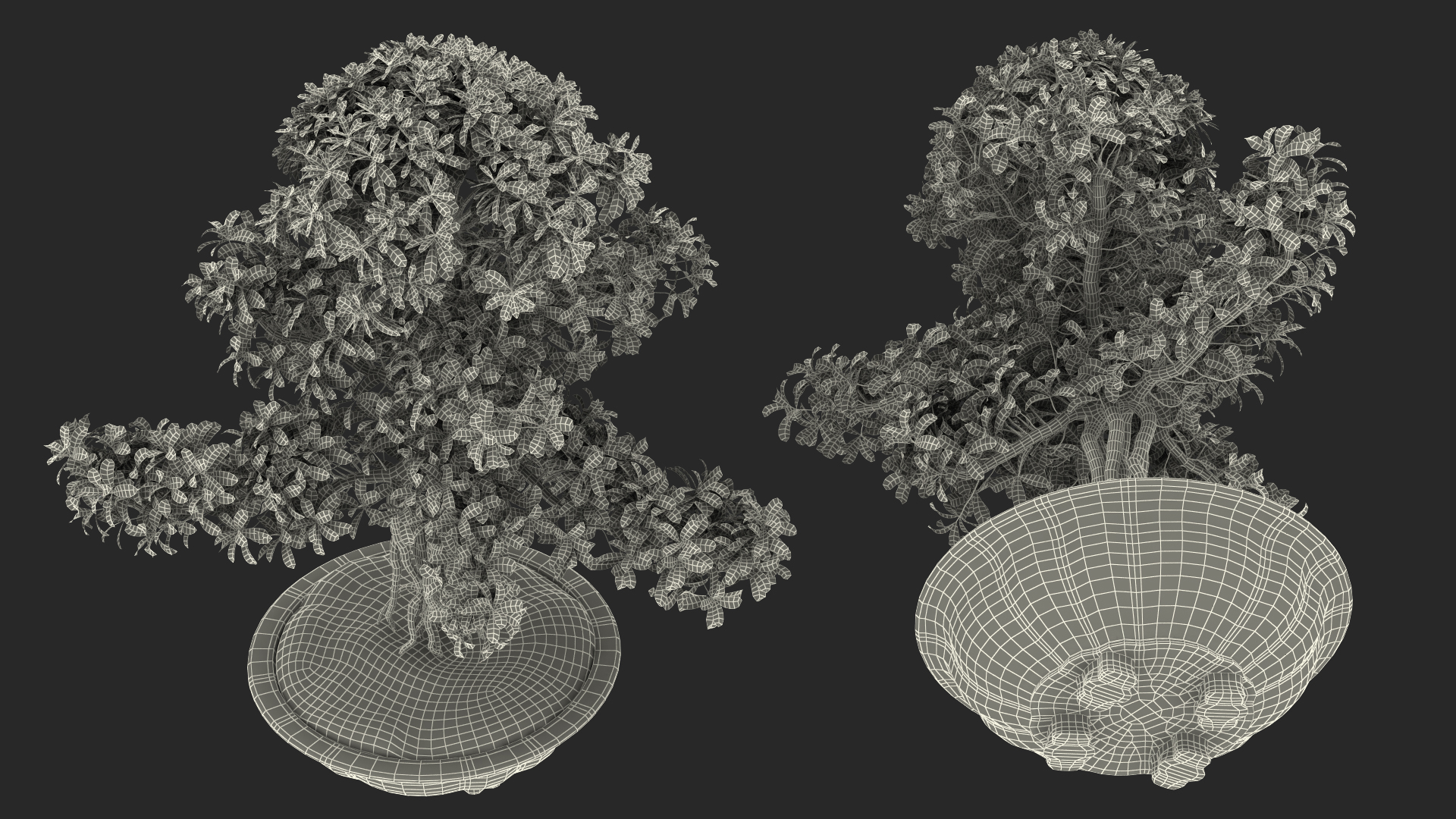 3D Green Bonsai Tree in Pot Fur model