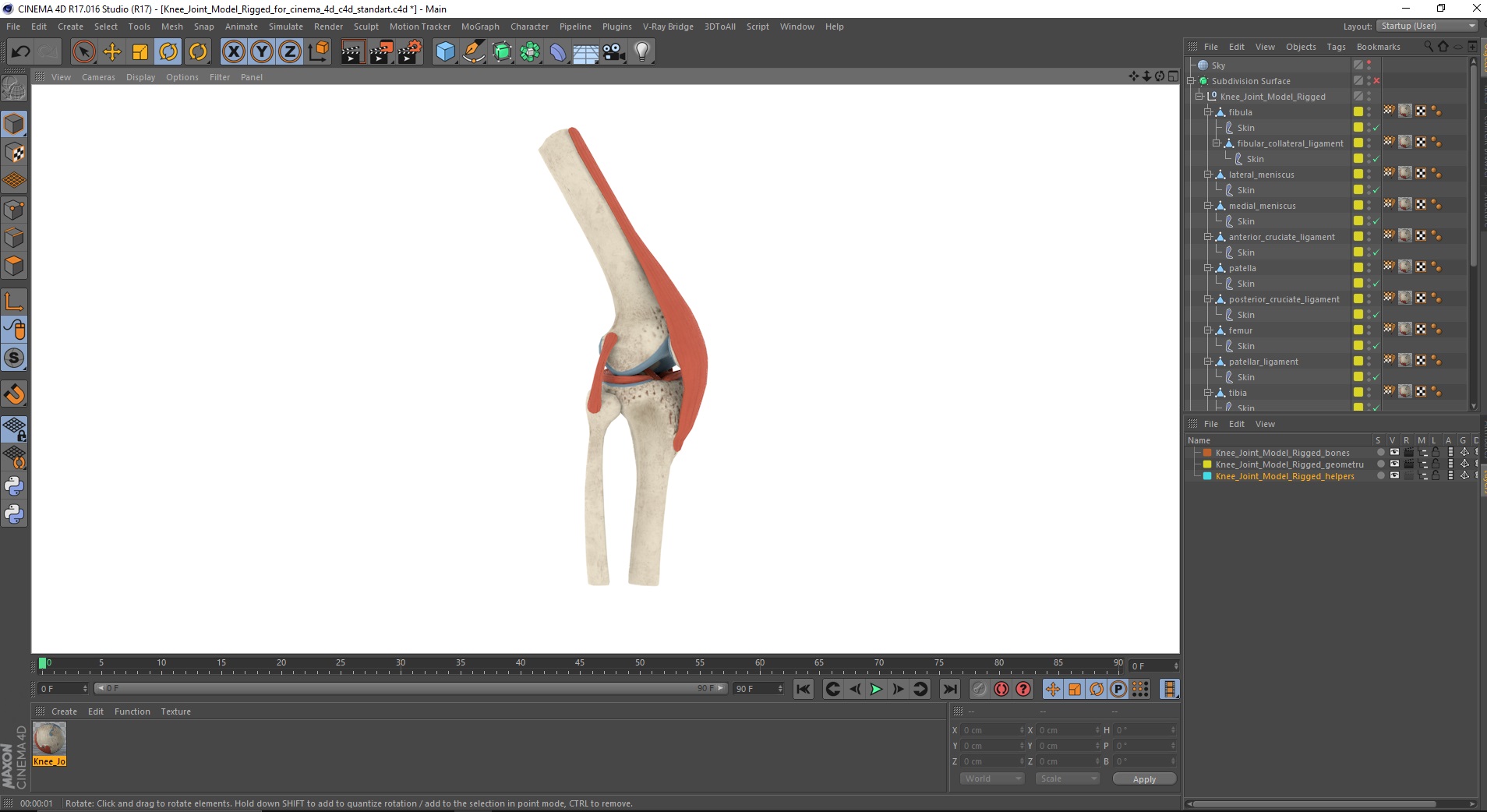 Knee Joint Model Rigged for Cinema 4D 3D