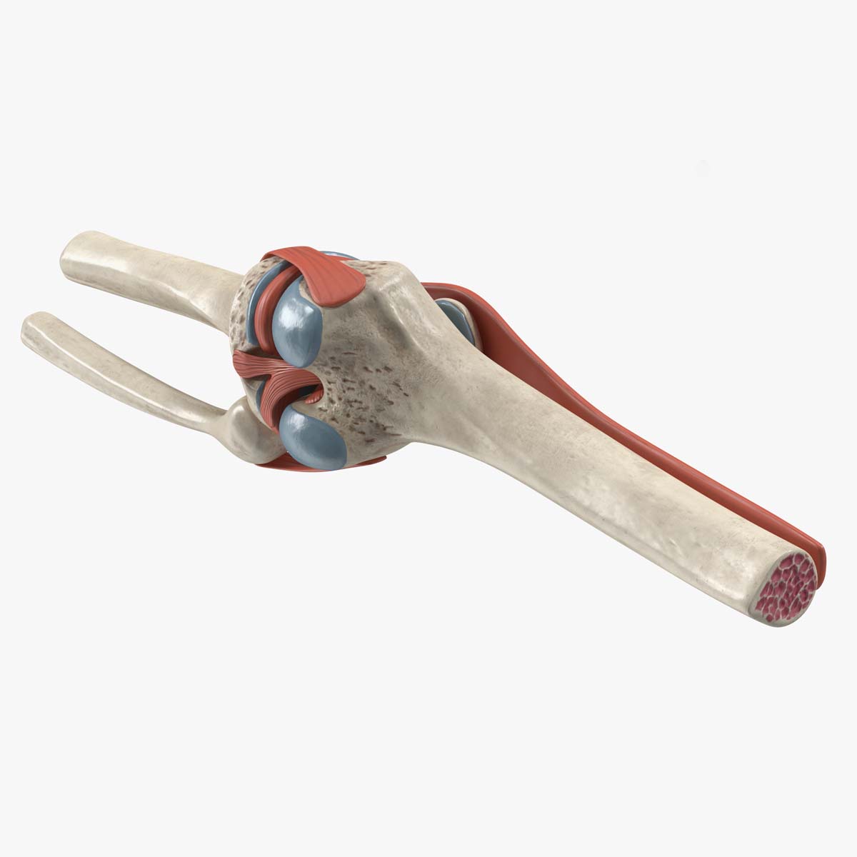 Knee Joint Model Rigged for Cinema 4D 3D