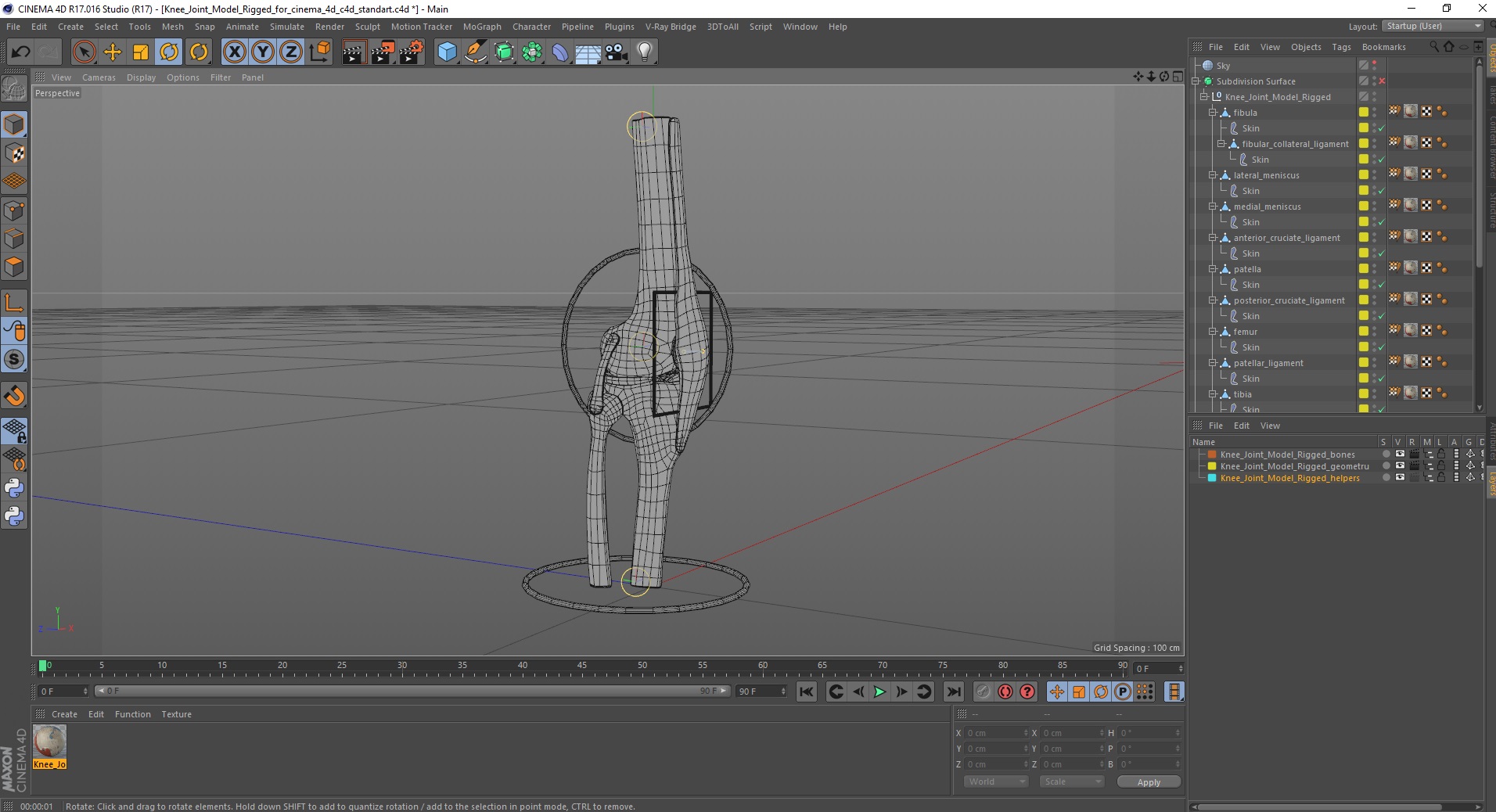 Knee Joint Model Rigged for Cinema 4D 3D