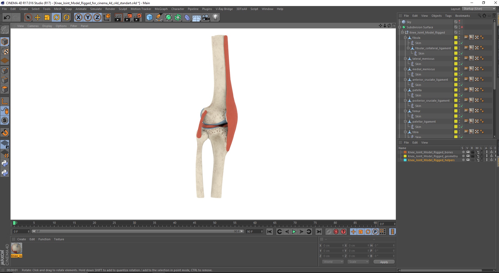 Knee Joint Model Rigged for Cinema 4D 3D