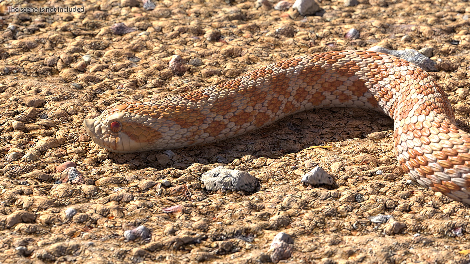 Hognose Snake Crawling 3D