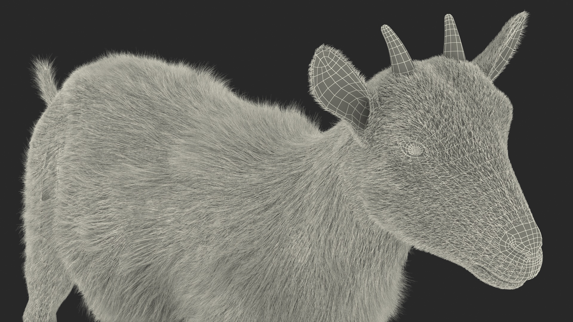 Domestic Goat Rigged Fur 3D model