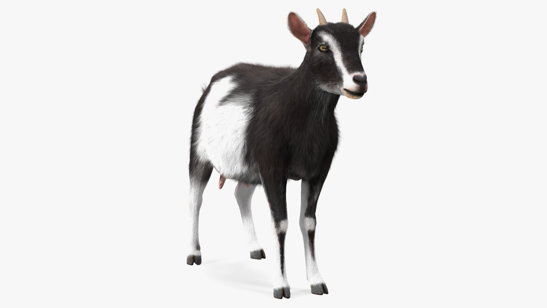Domestic Goat Rigged Fur 3D model