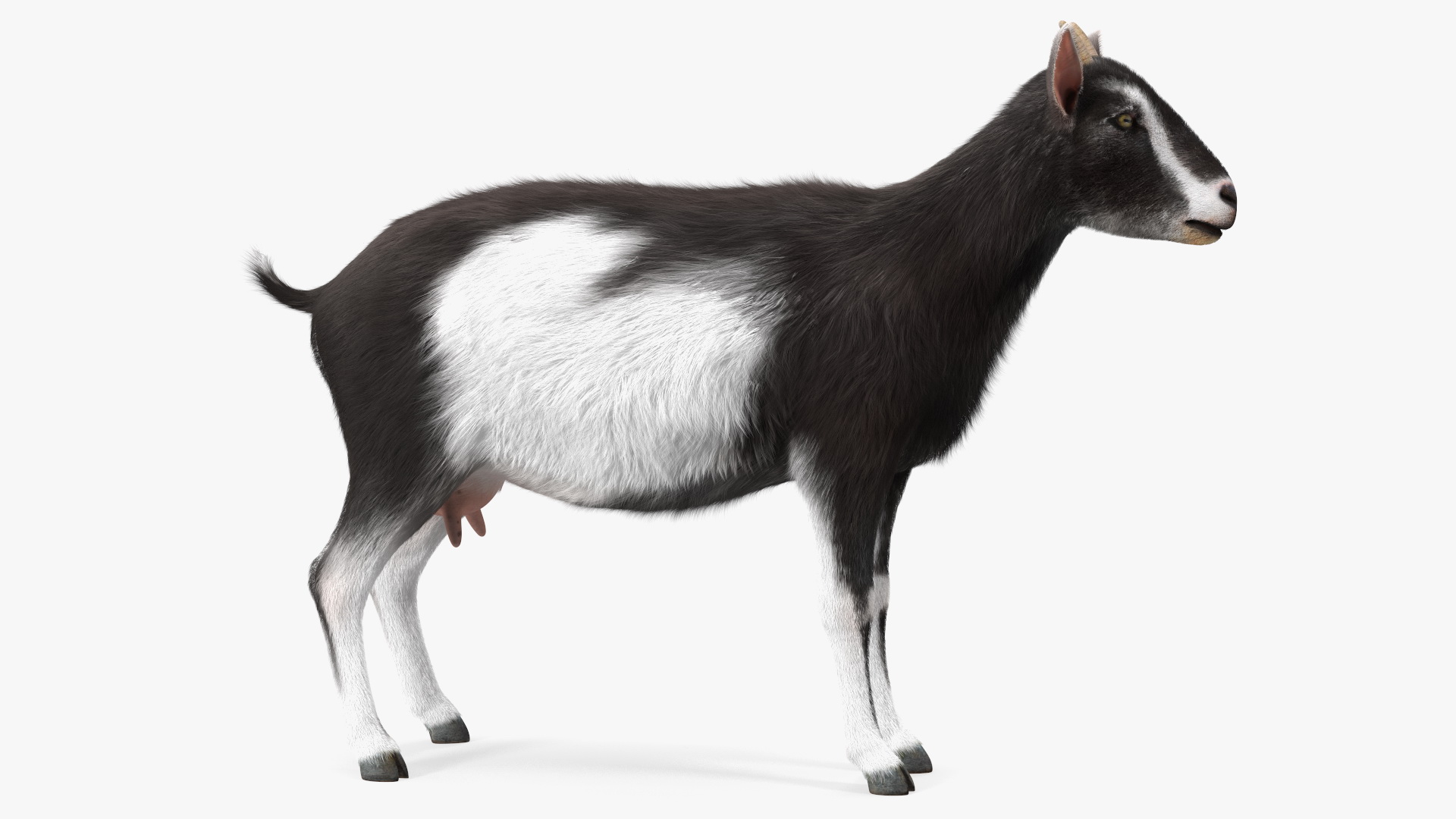 Domestic Goat Rigged Fur 3D model