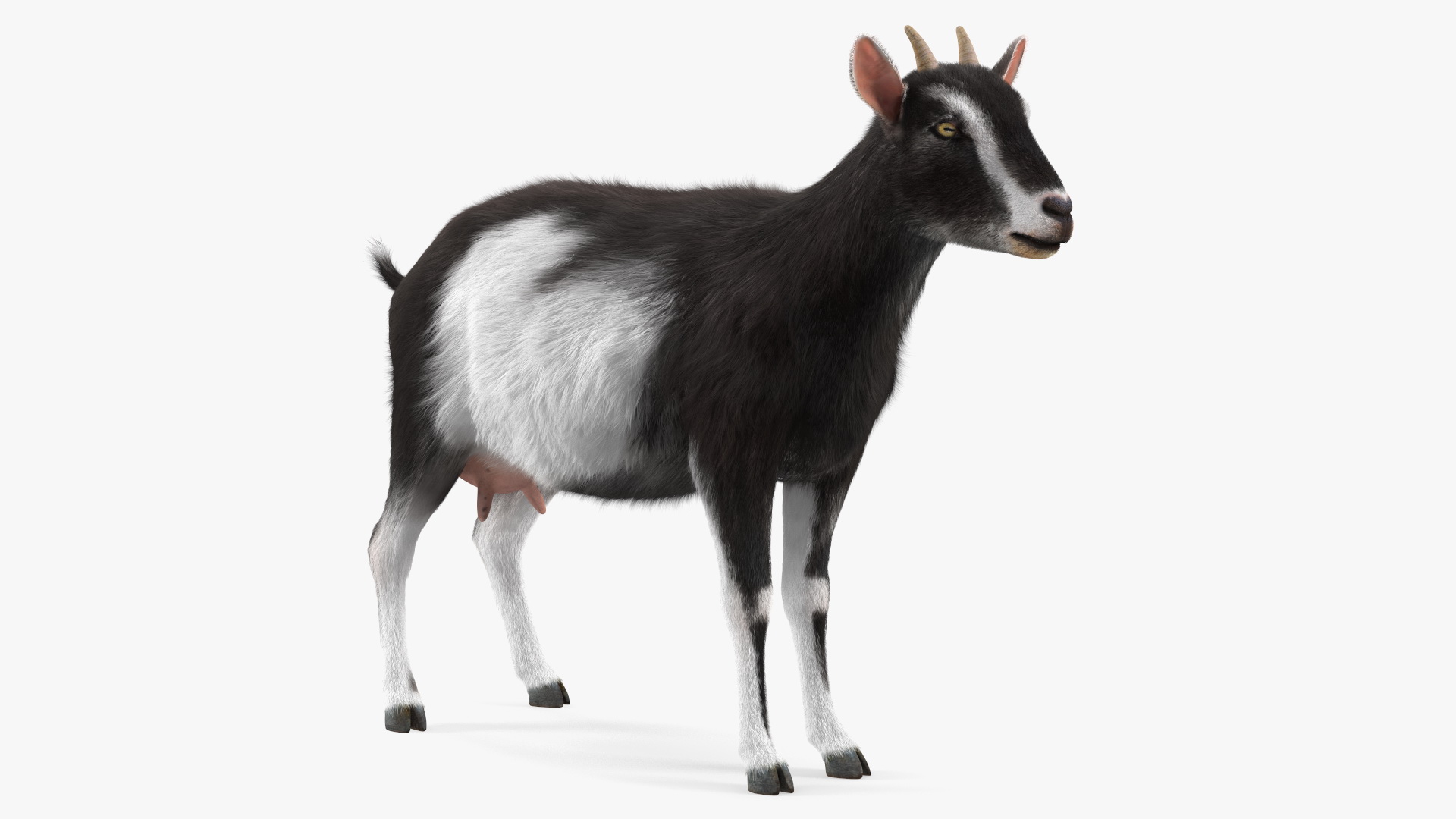 Domestic Goat Rigged Fur 3D model