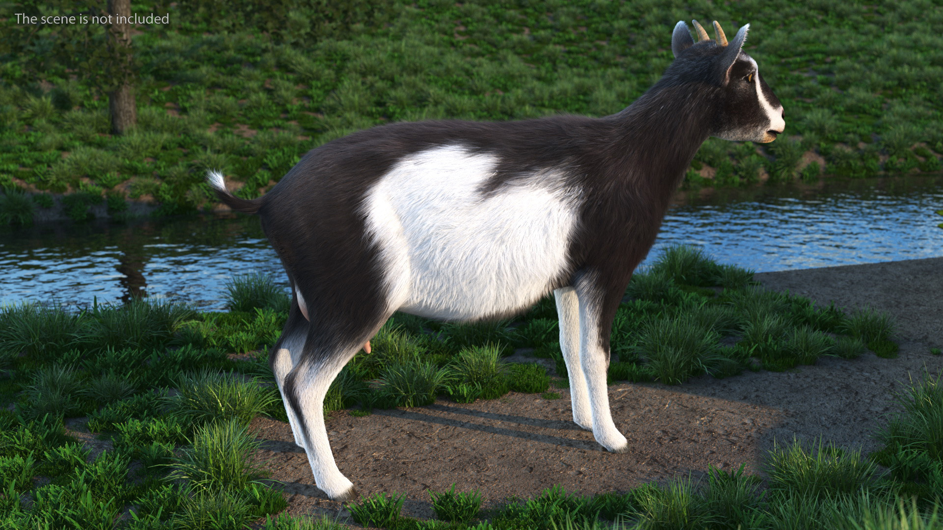 Domestic Goat Rigged Fur 3D model