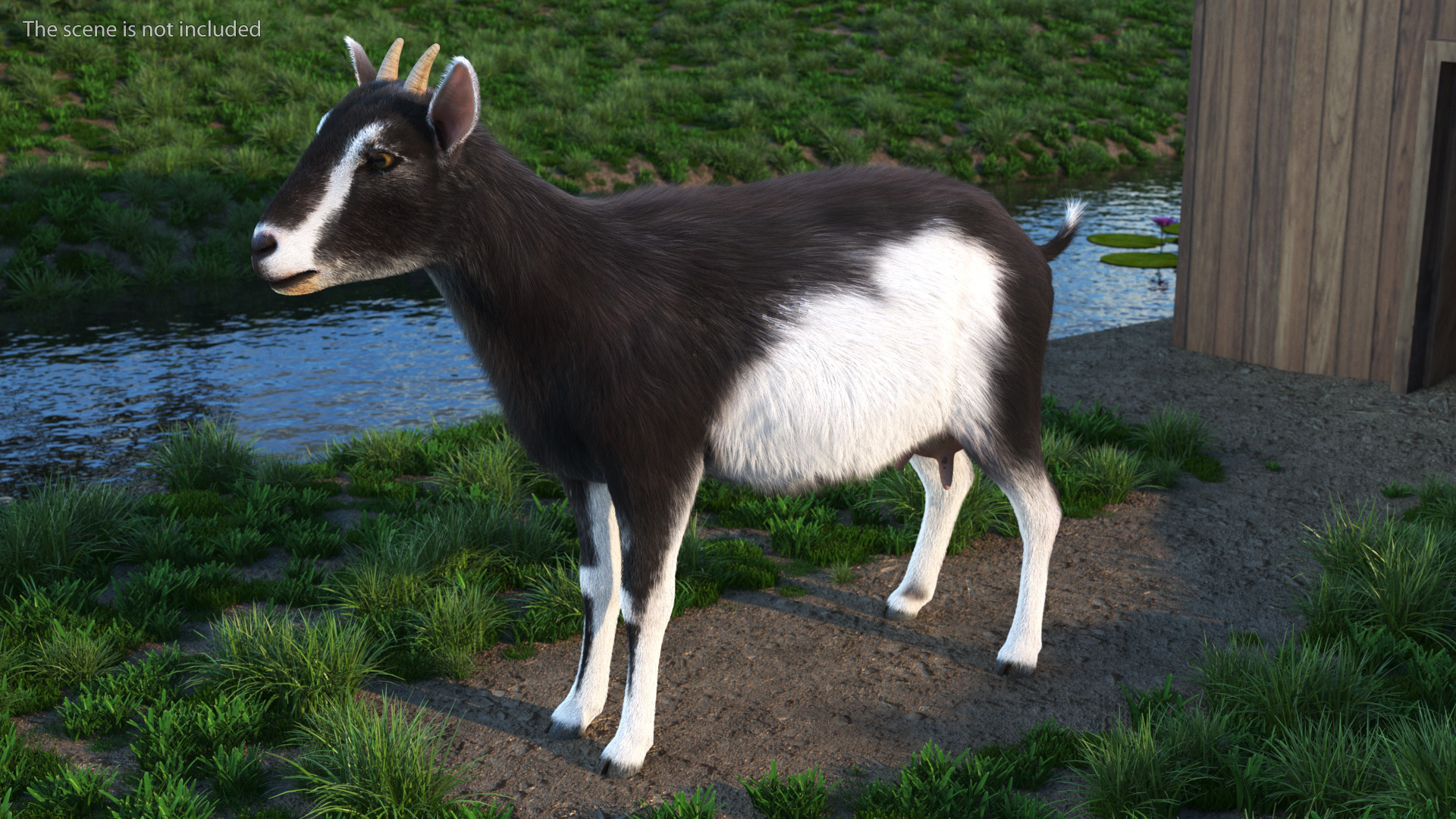 Domestic Goat Rigged Fur 3D model