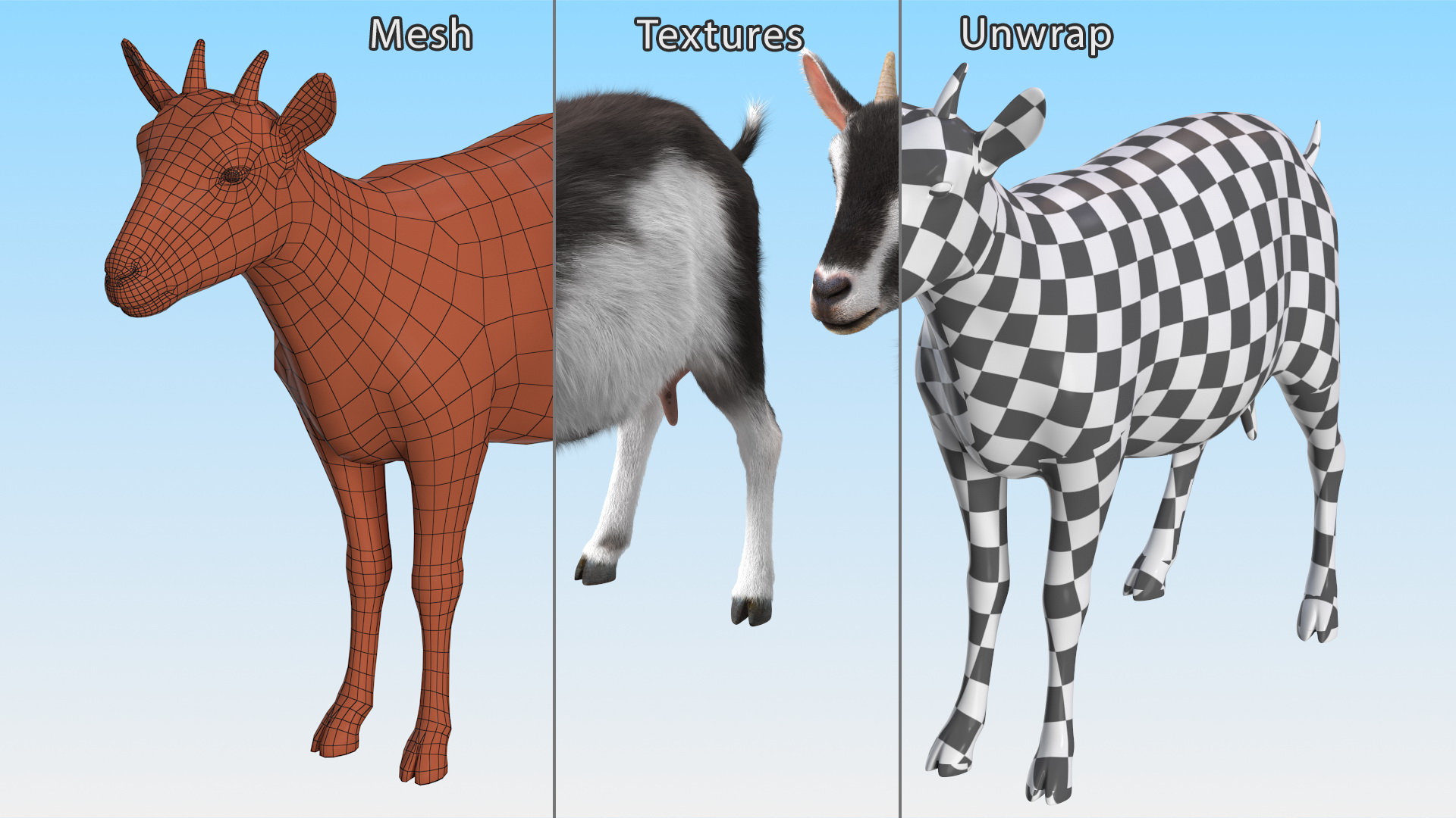 Domestic Goat Rigged Fur 3D model