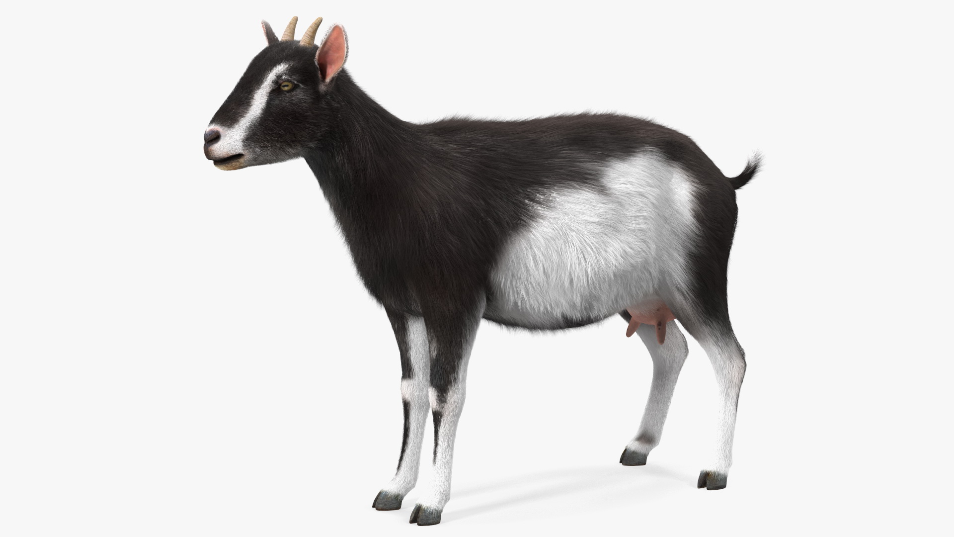 Domestic Goat Rigged Fur 3D model