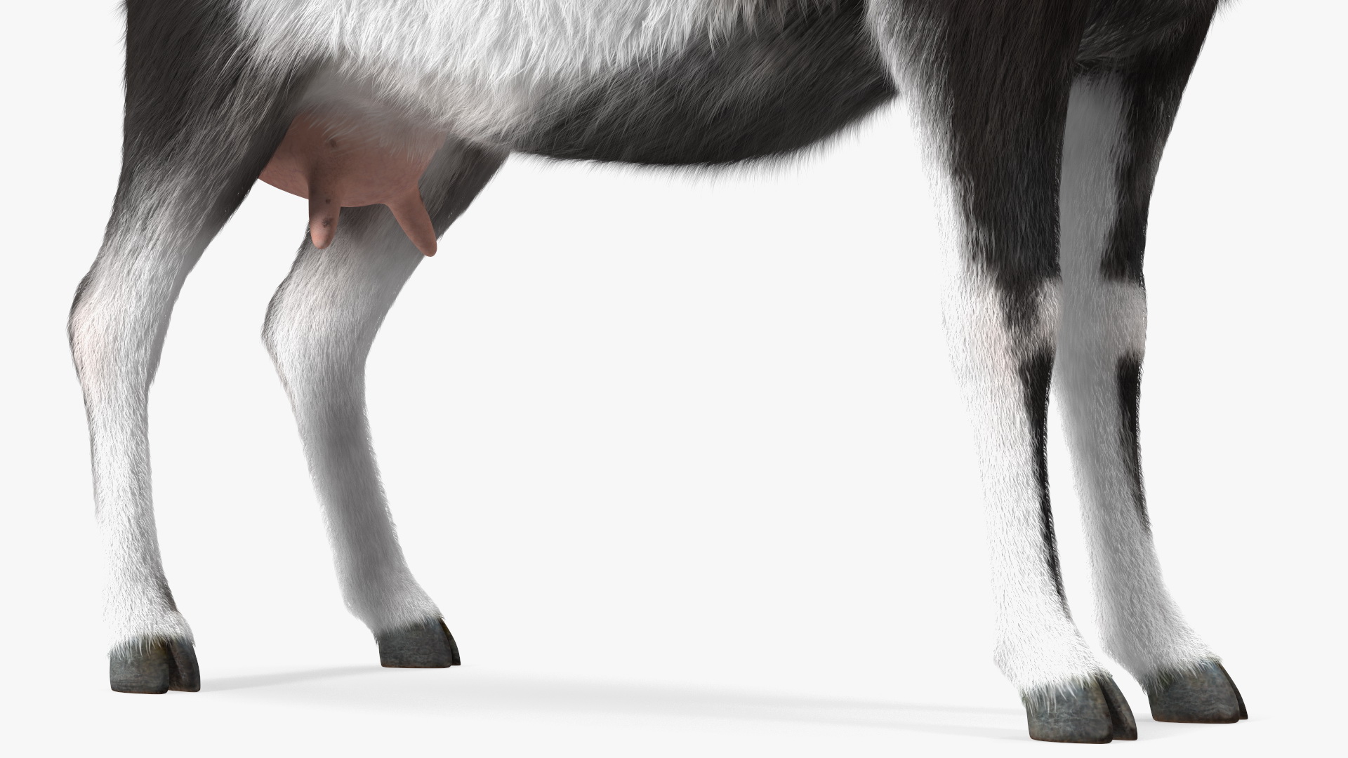 Domestic Goat Rigged Fur 3D model