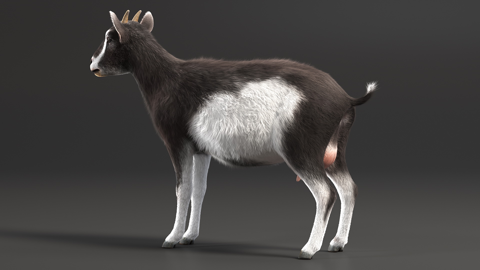 Domestic Goat Rigged Fur 3D model