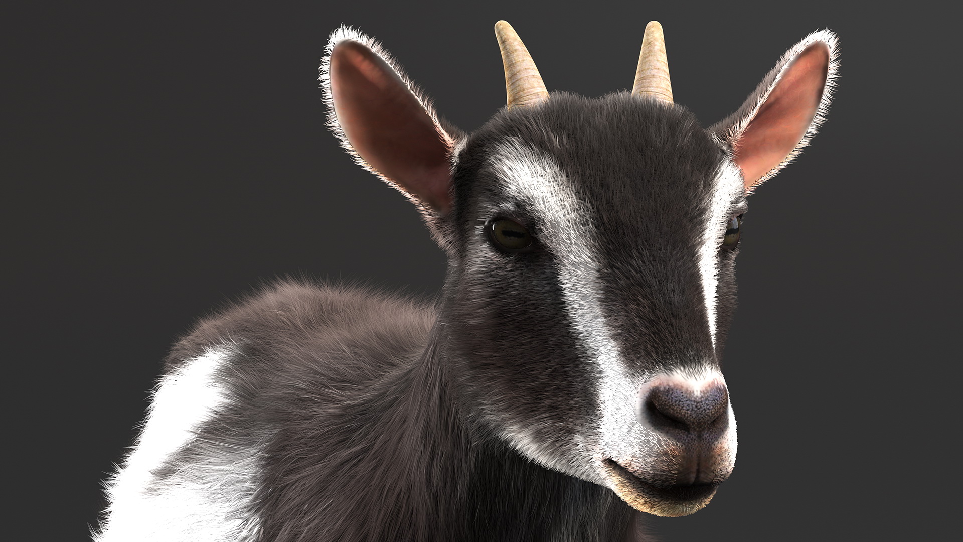 Domestic Goat Rigged Fur 3D model