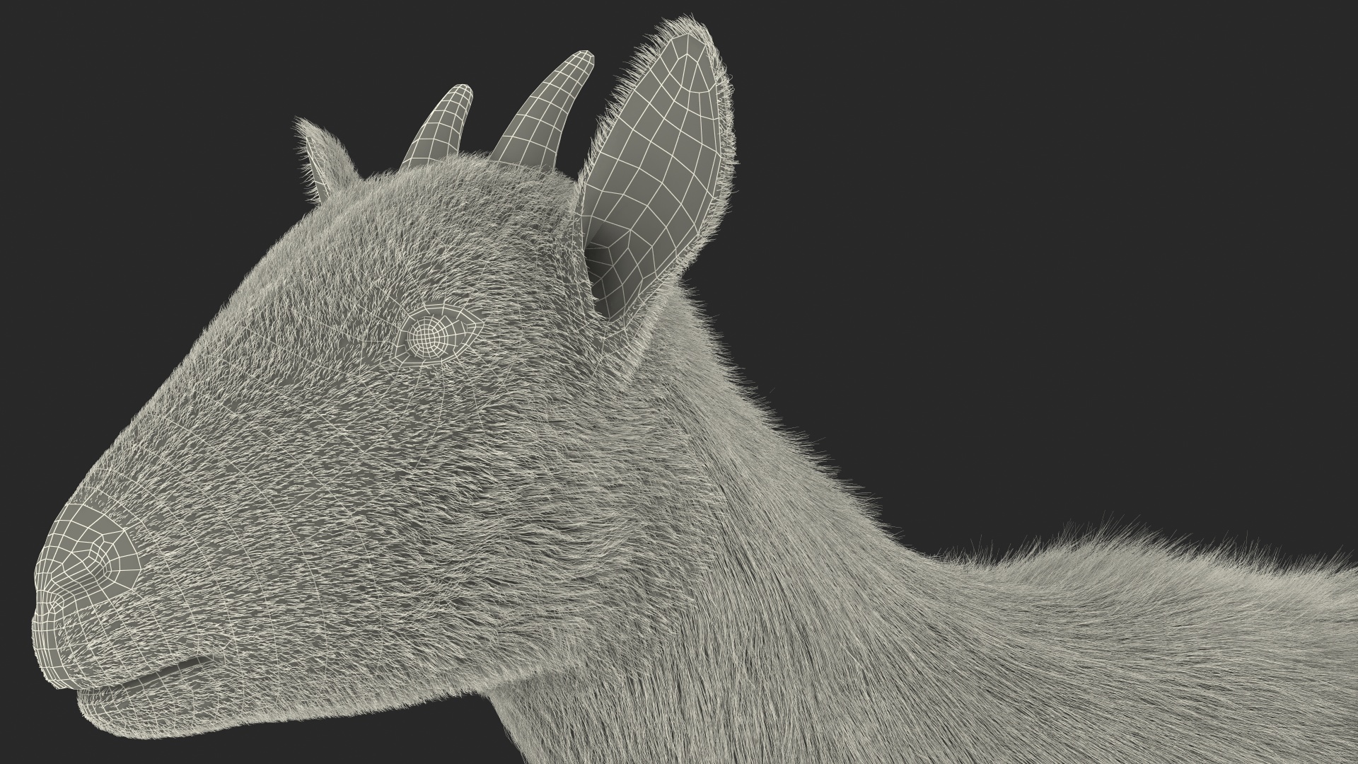 Domestic Goat Rigged Fur 3D model